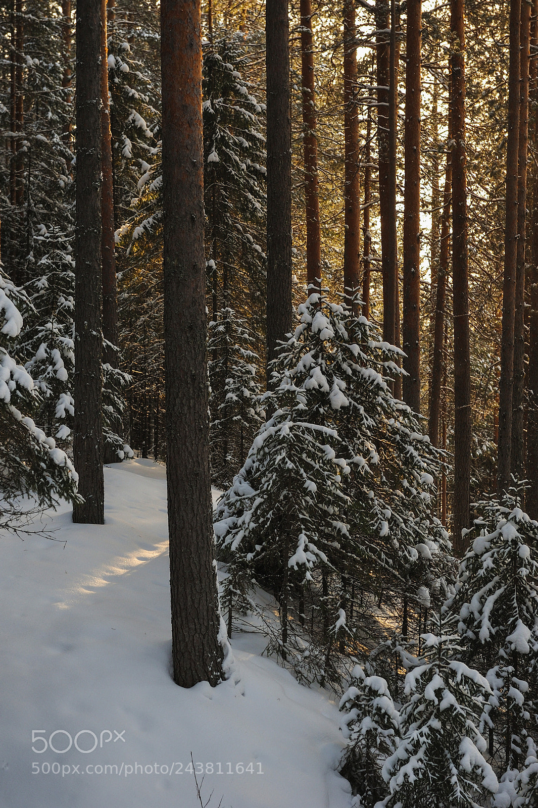 Nikon D700 sample photo. Wintery forest. photography