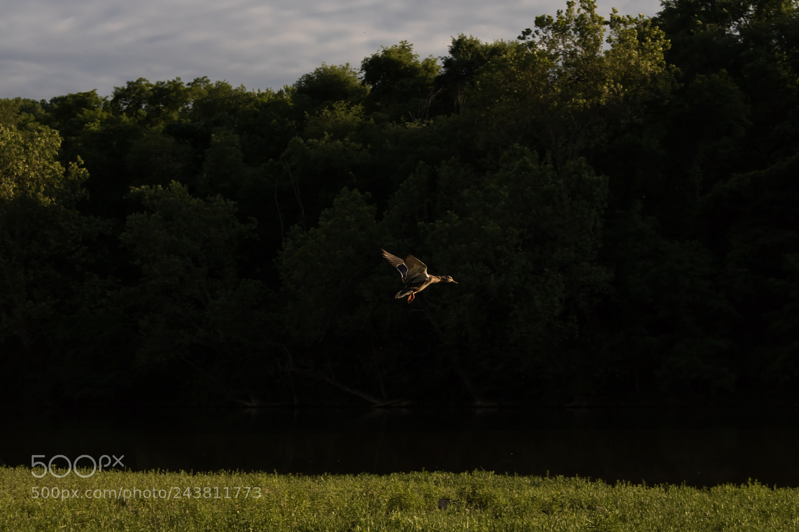 Canon EOS 750D (EOS Rebel T6i / EOS Kiss X8i) sample photo. Duck photography