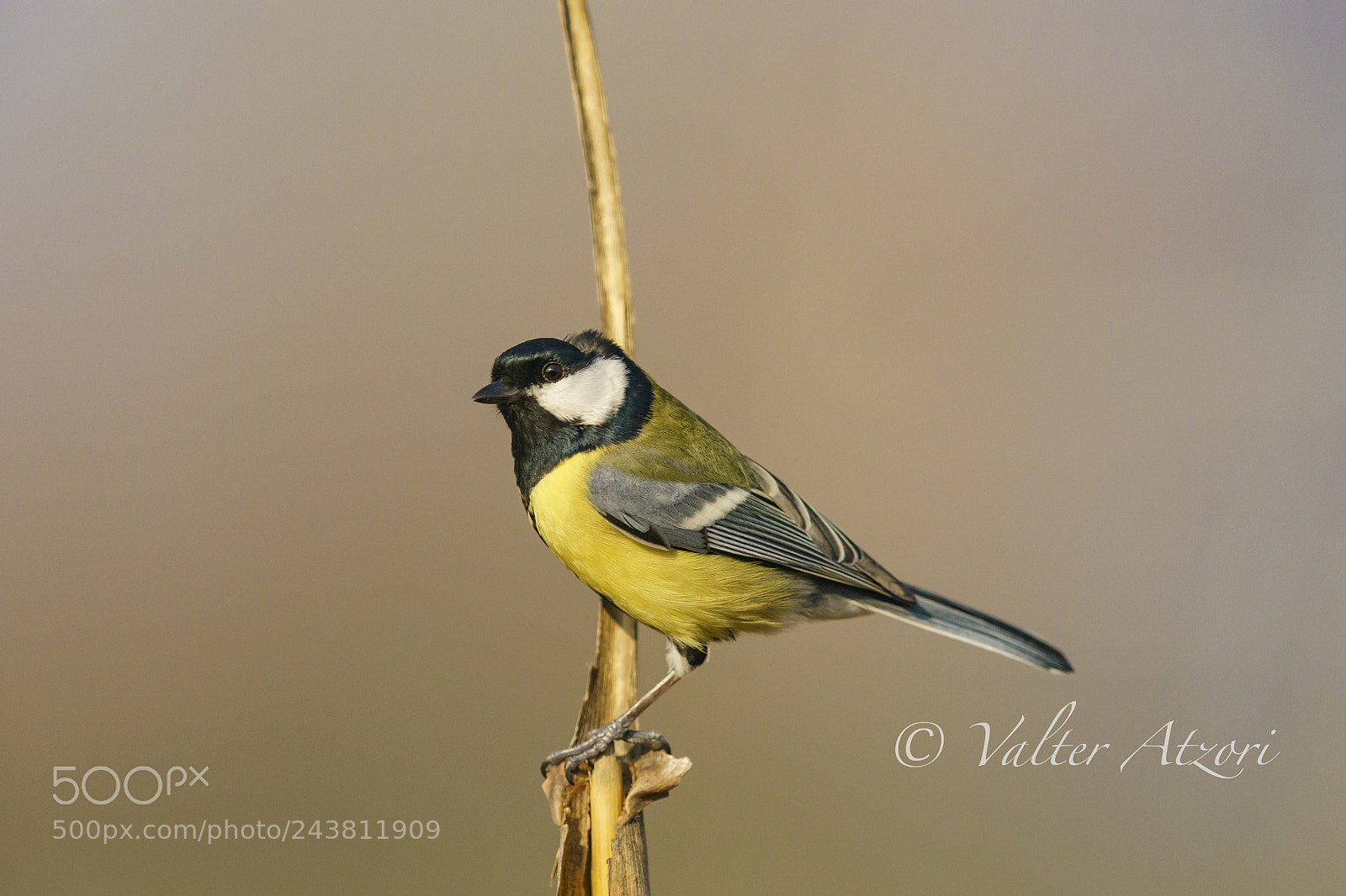 Sony a9 sample photo. Titmouse photography