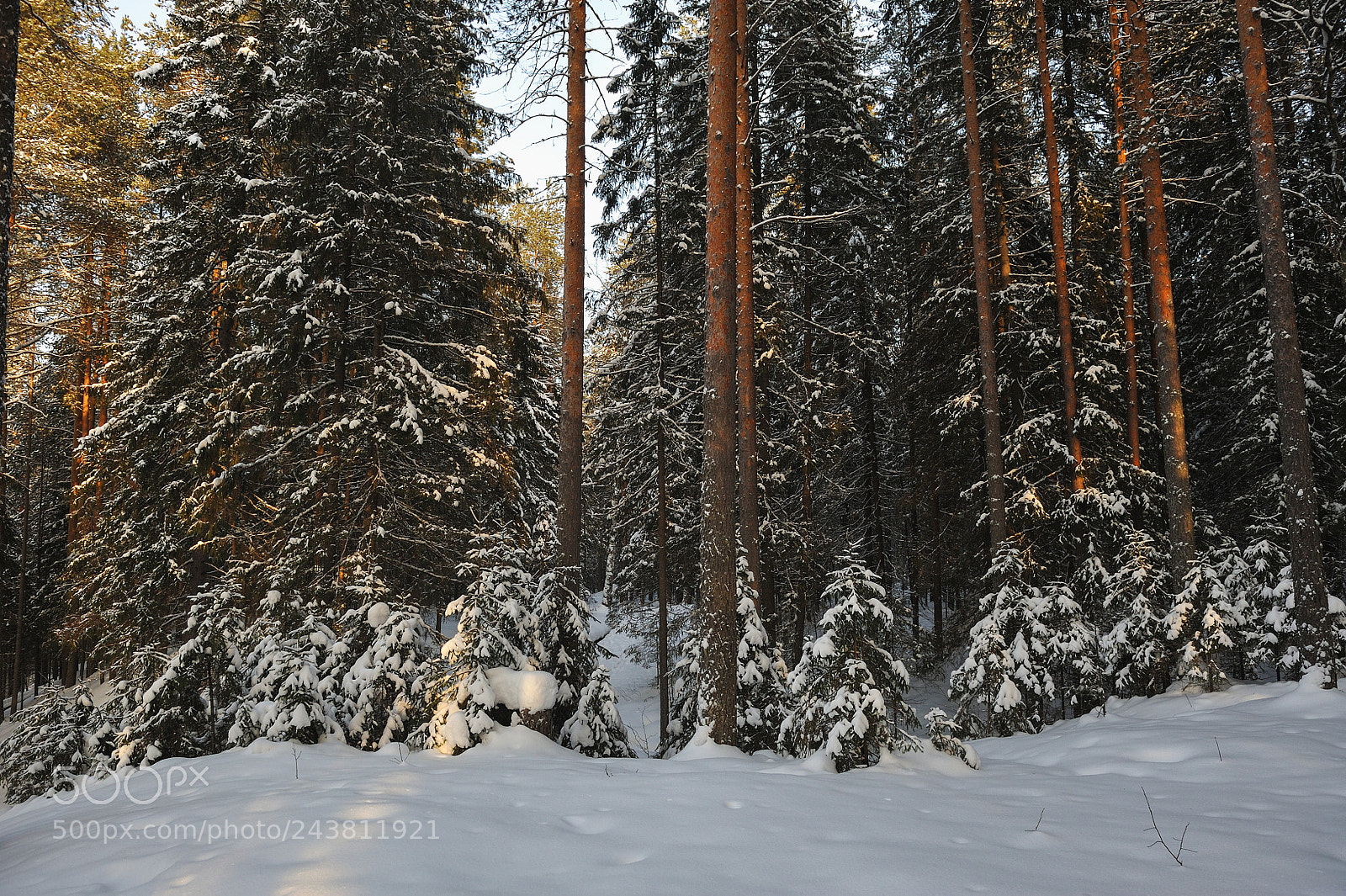 Nikon D700 sample photo. Wintery forest. photography