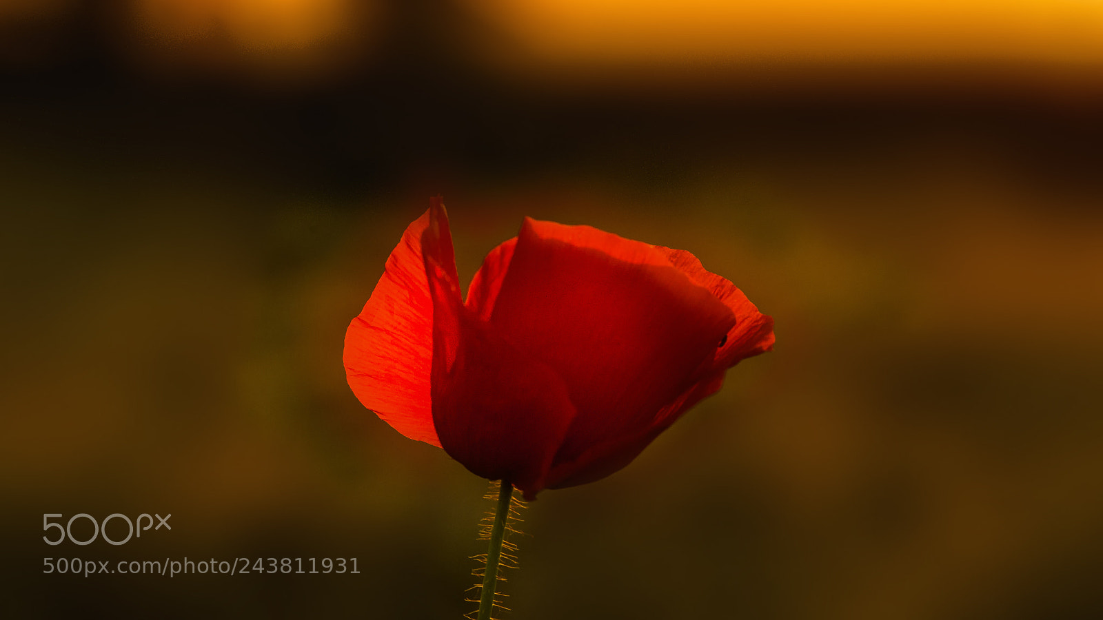 Nikon D4 sample photo. Wild poppy photography
