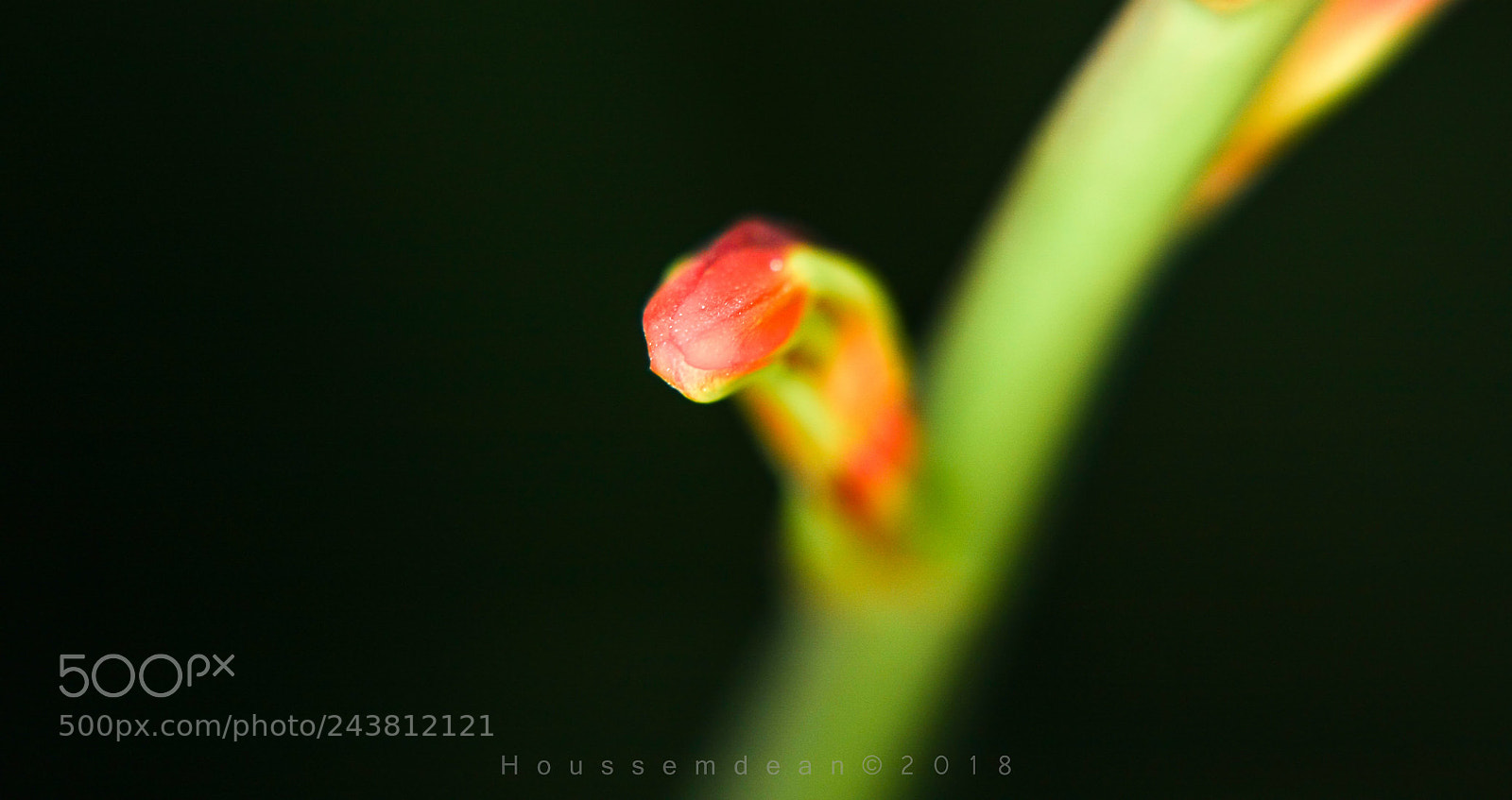 Canon EOS 40D sample photo. Colors photography
