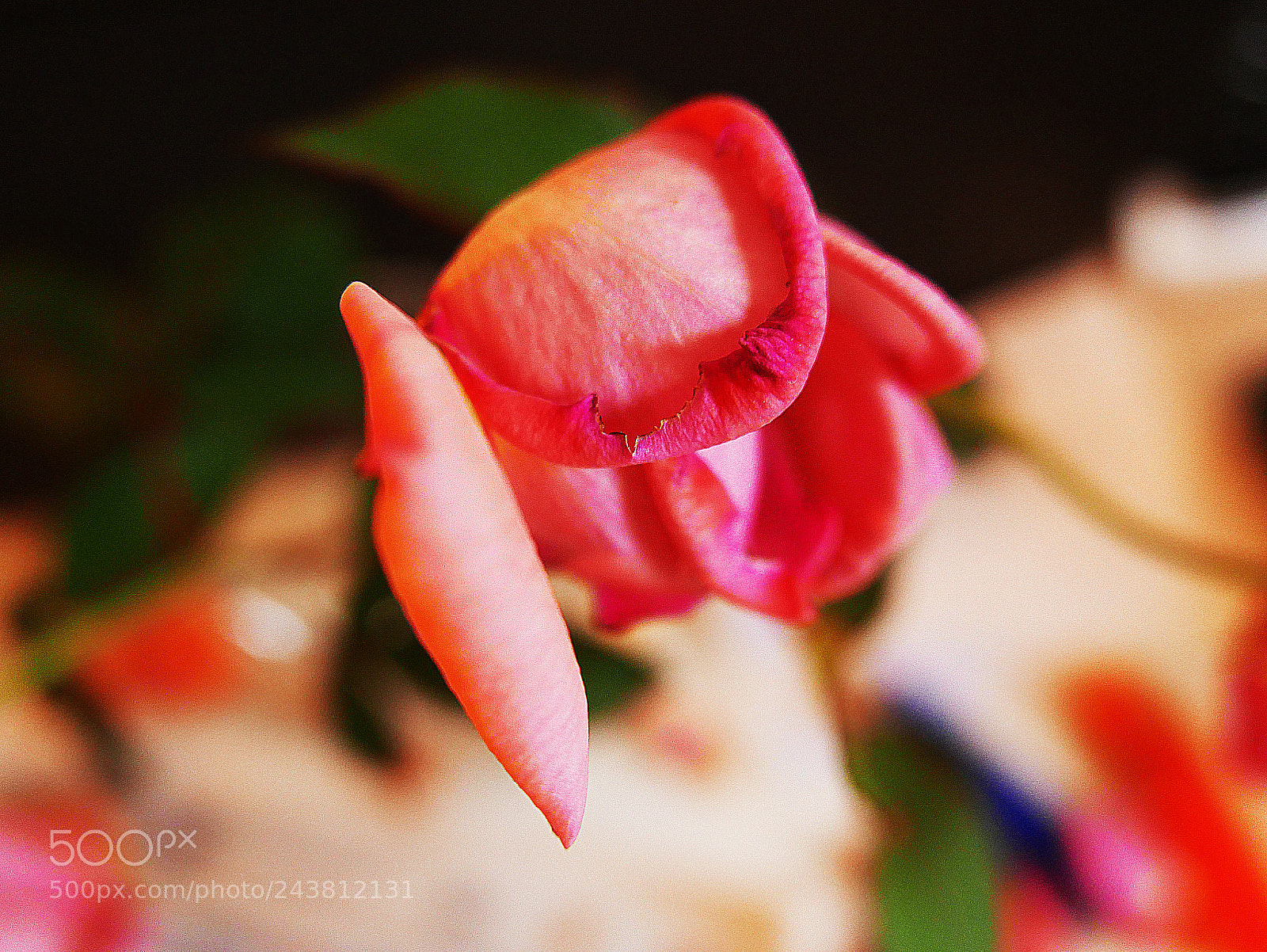 Leica D-Lux (Typ 109) sample photo. The rose photography
