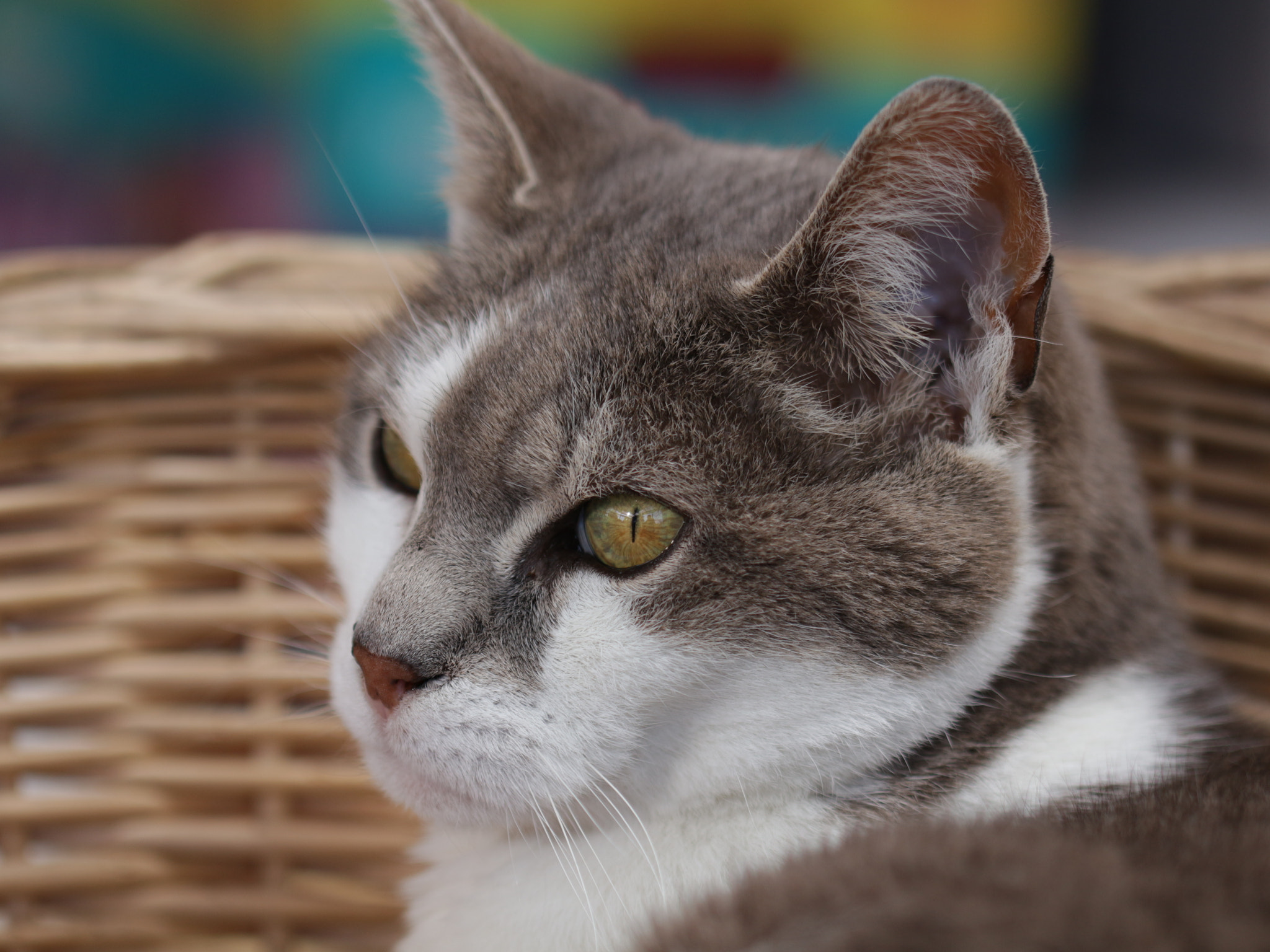 Canon EOS 700D (EOS Rebel T5i / EOS Kiss X7i) + Canon EF 100mm F2.8L Macro IS USM sample photo. Everybody likes cats photography