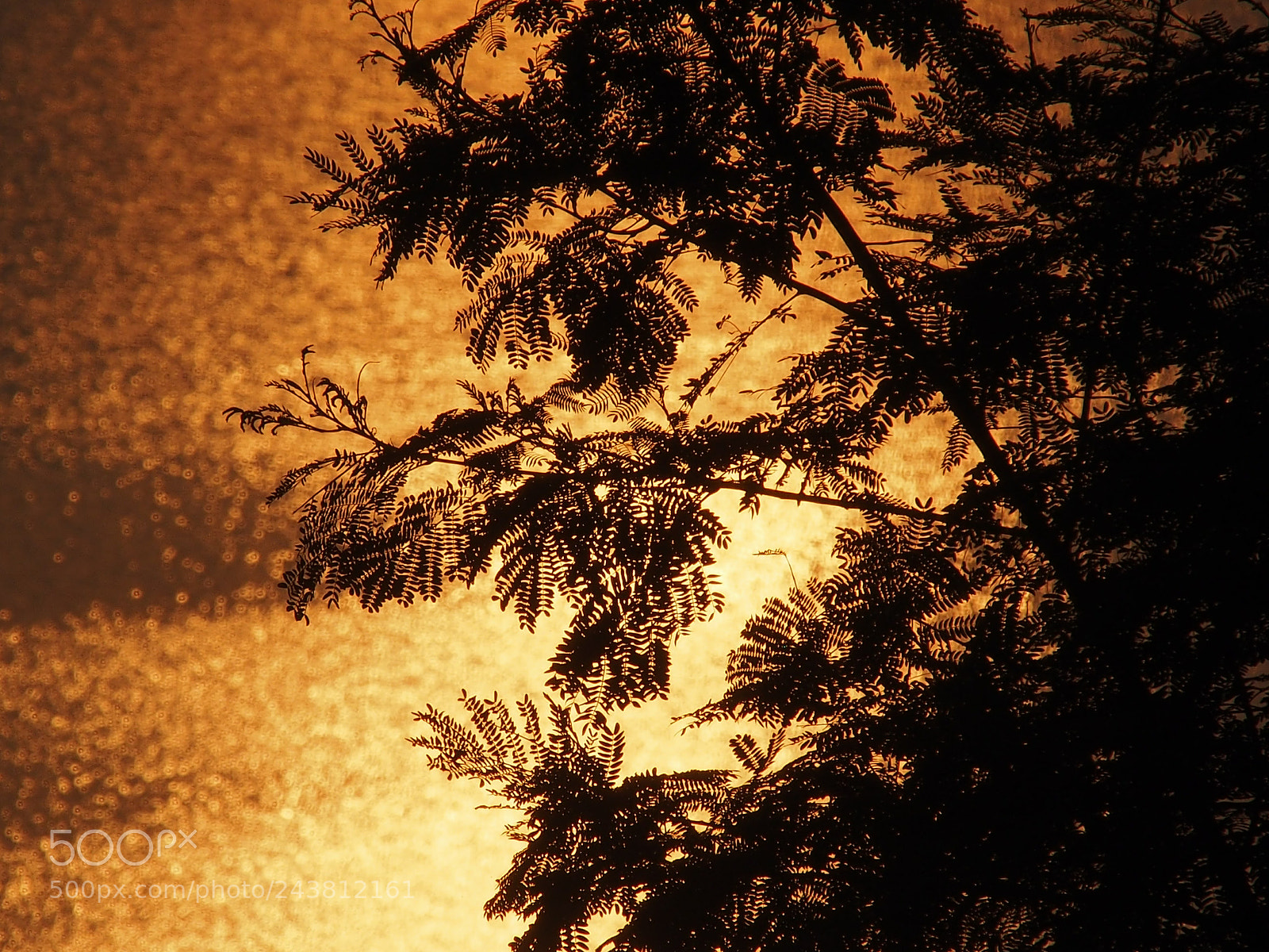 Olympus OM-D E-M5 sample photo. Melted gold lake photography