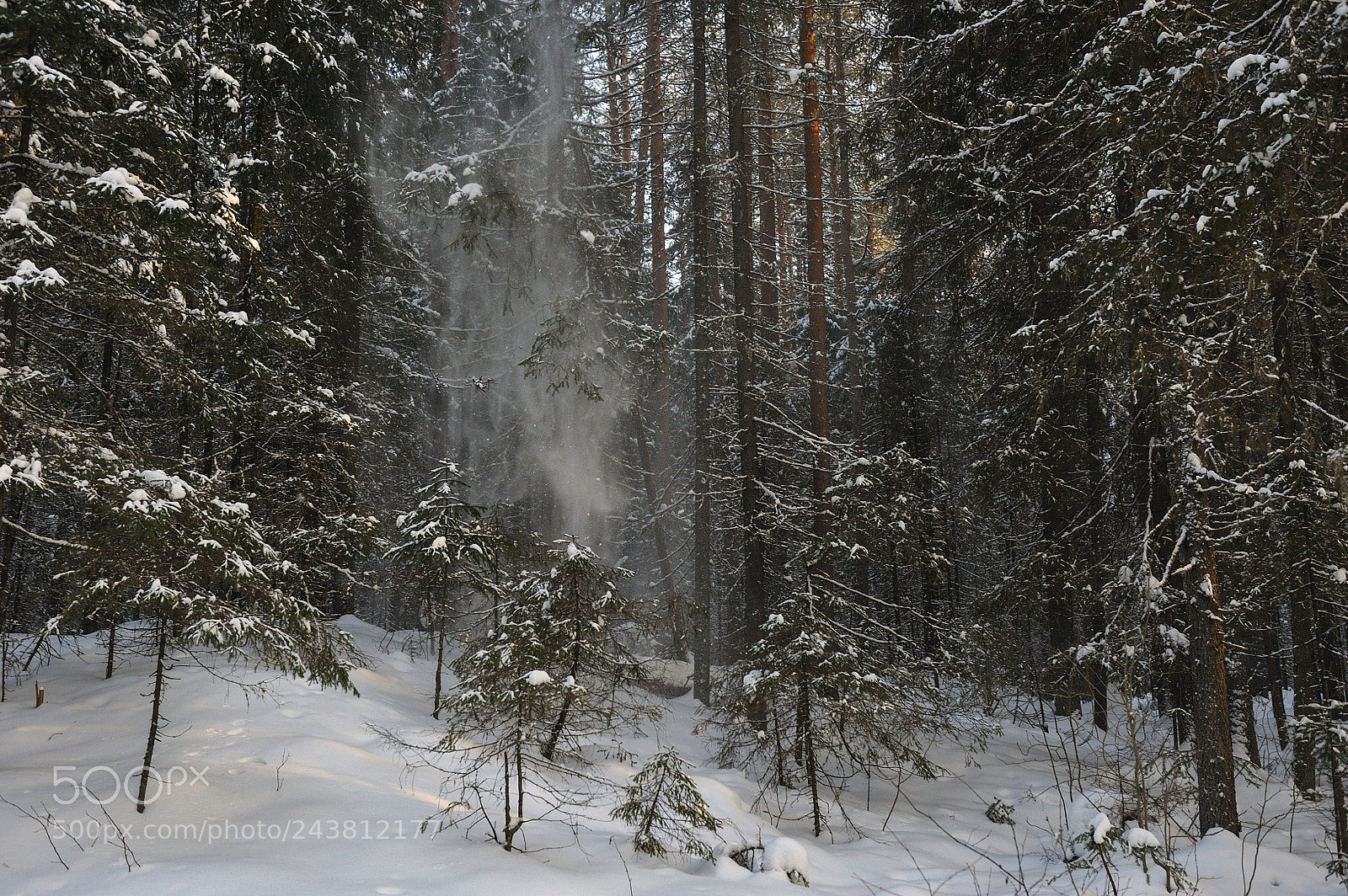 Nikon D700 sample photo. Wintery forest. photography