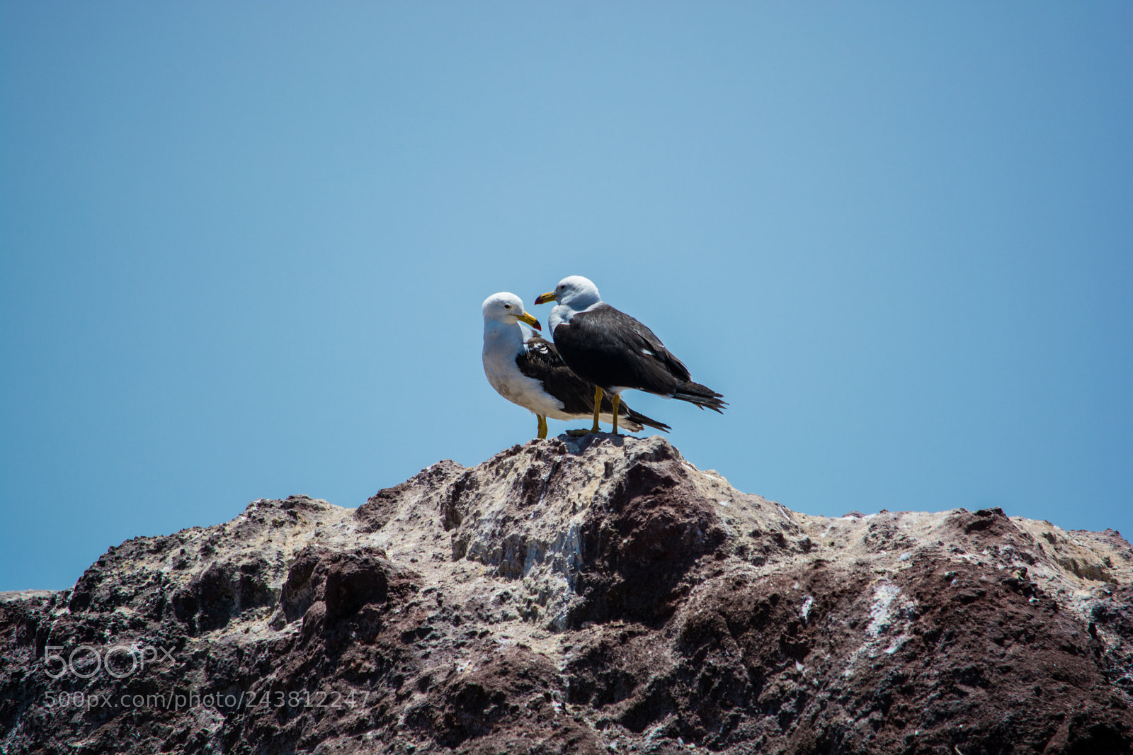 Nikon D7100 sample photo. Seagull pals photography