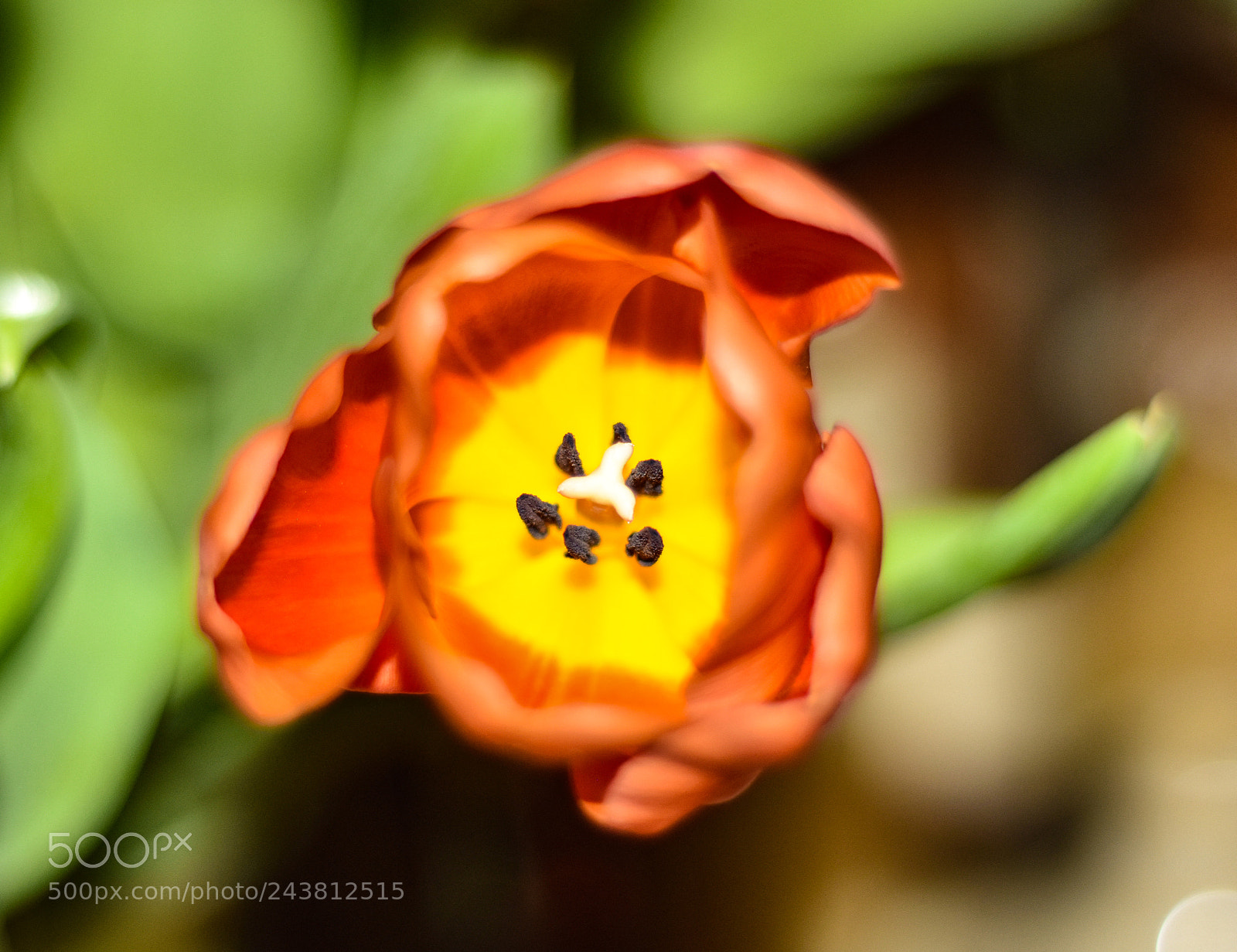 Nikon D5600 sample photo. Flower photography