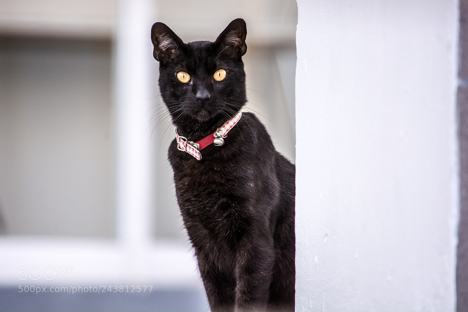 Nikon D7100 sample photo. A serious cat photography