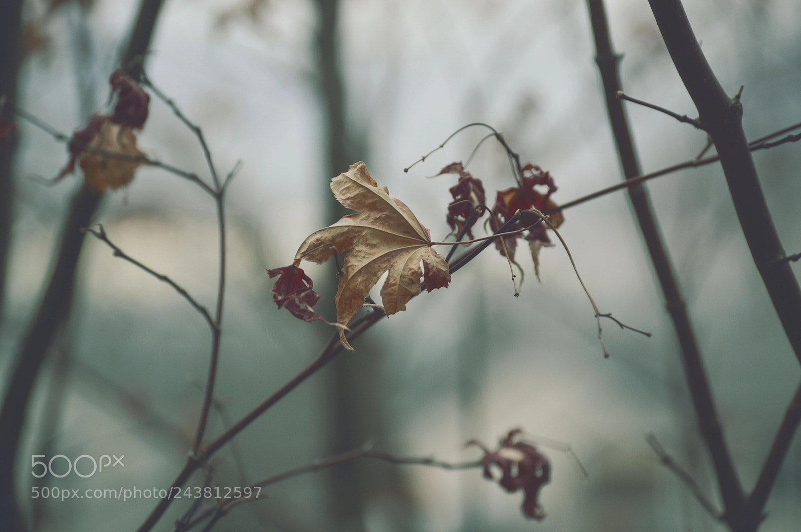 Nikon D3200 sample photo. Gloomy days photography