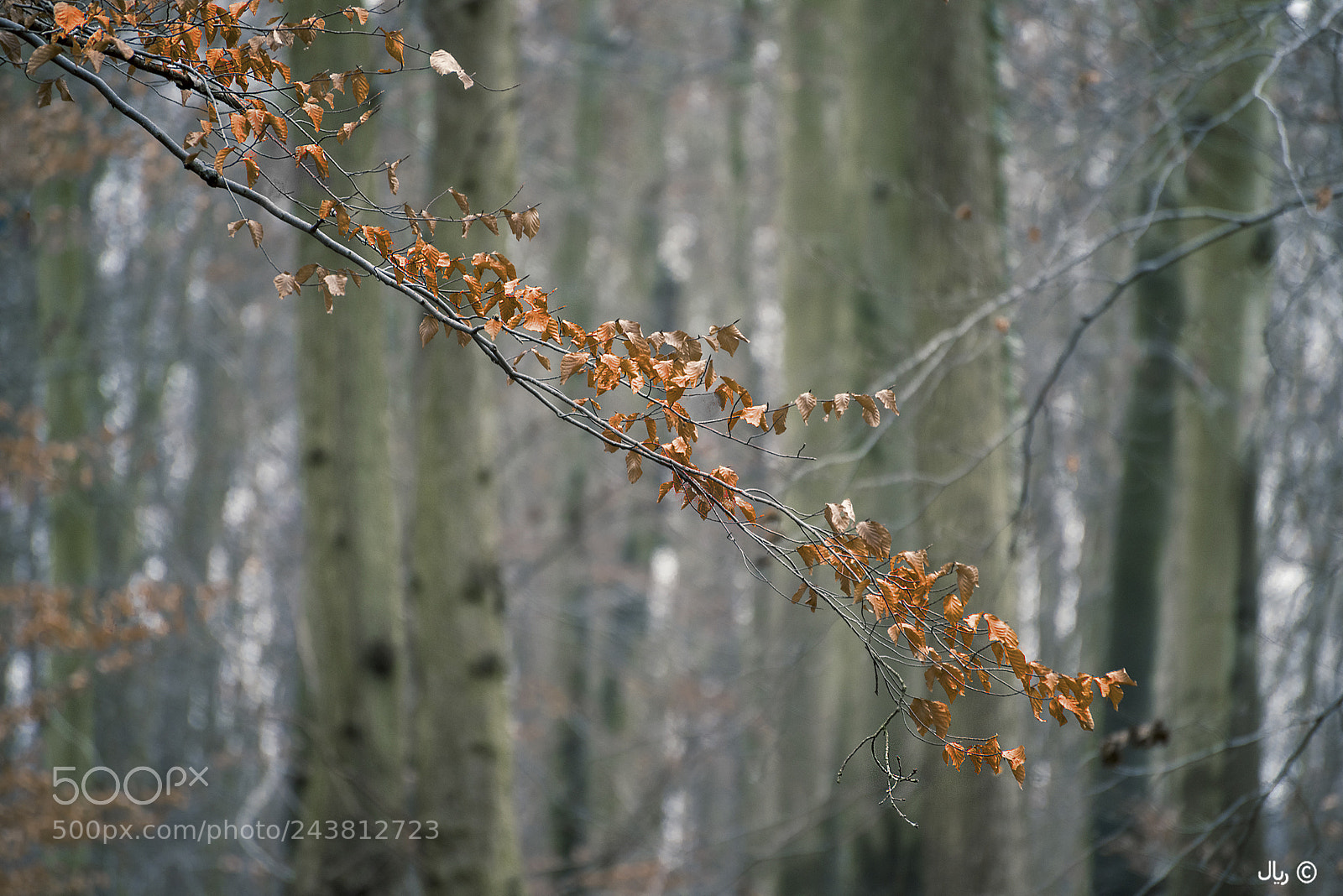 Nikon D810 sample photo. Winter forest photography