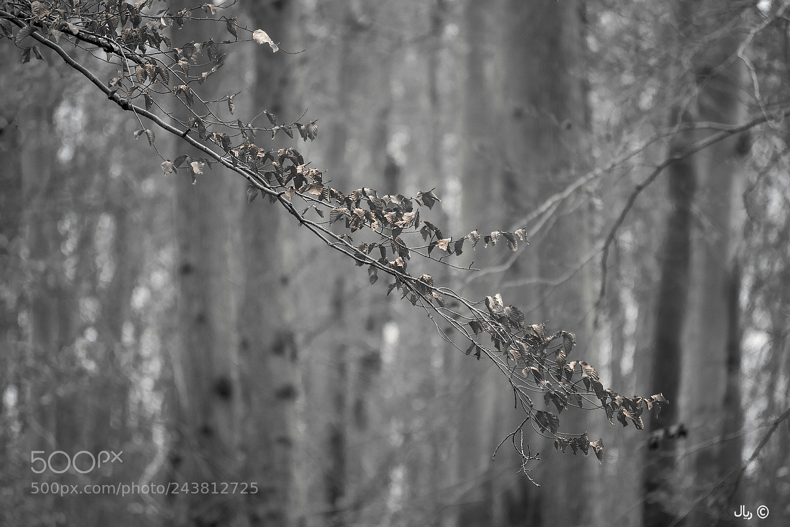 Nikon D810 sample photo. Winter forest photography