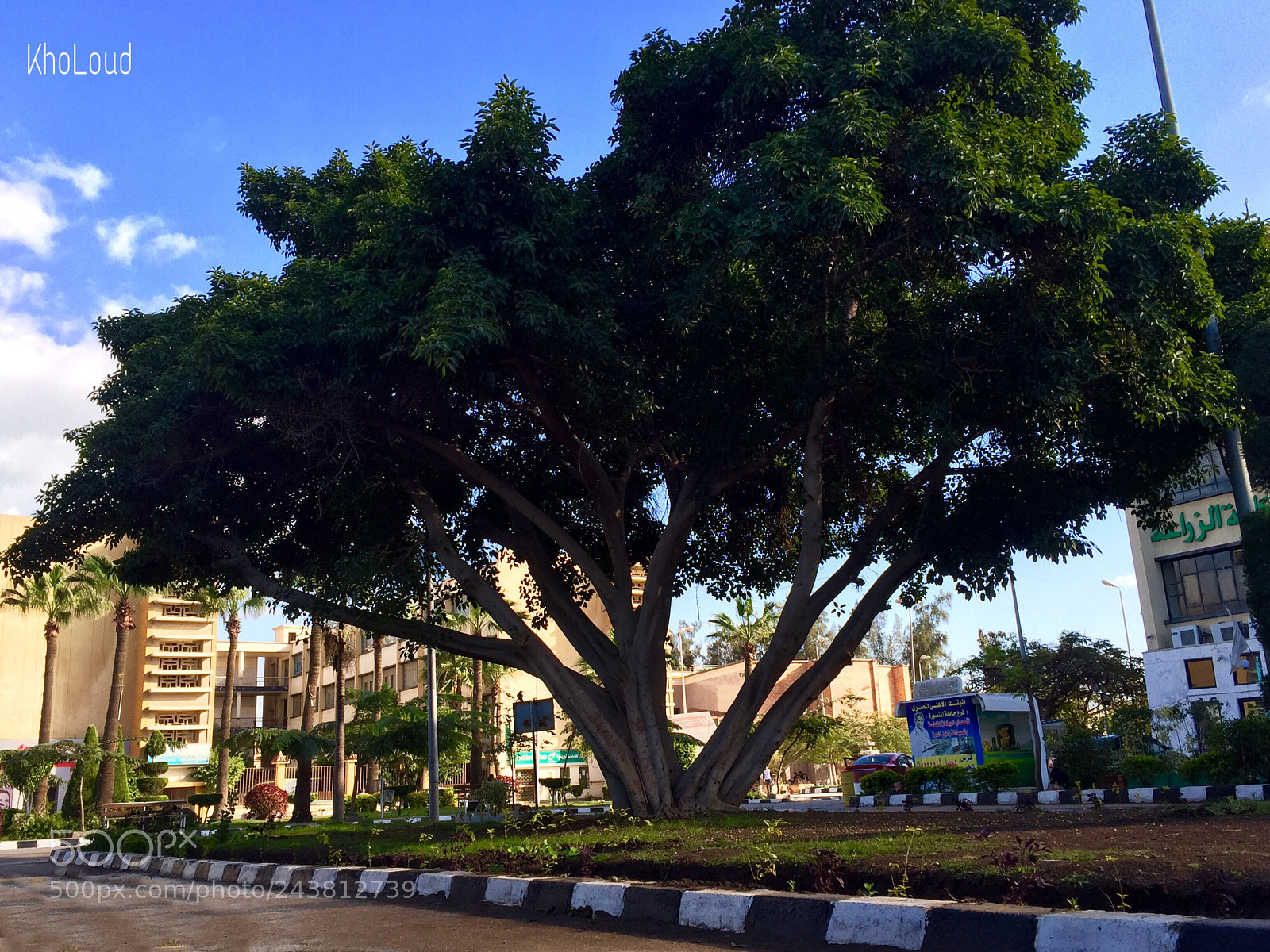 Apple iPhone 6 sample photo. Trees fit all your photography