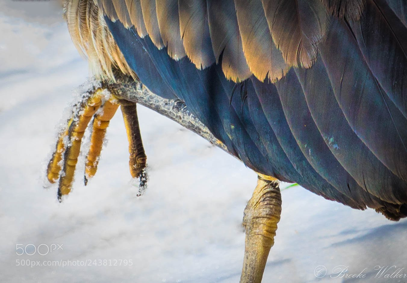 Canon EOS 750D (EOS Rebel T6i / EOS Kiss X8i) sample photo. Snowy claw  photography