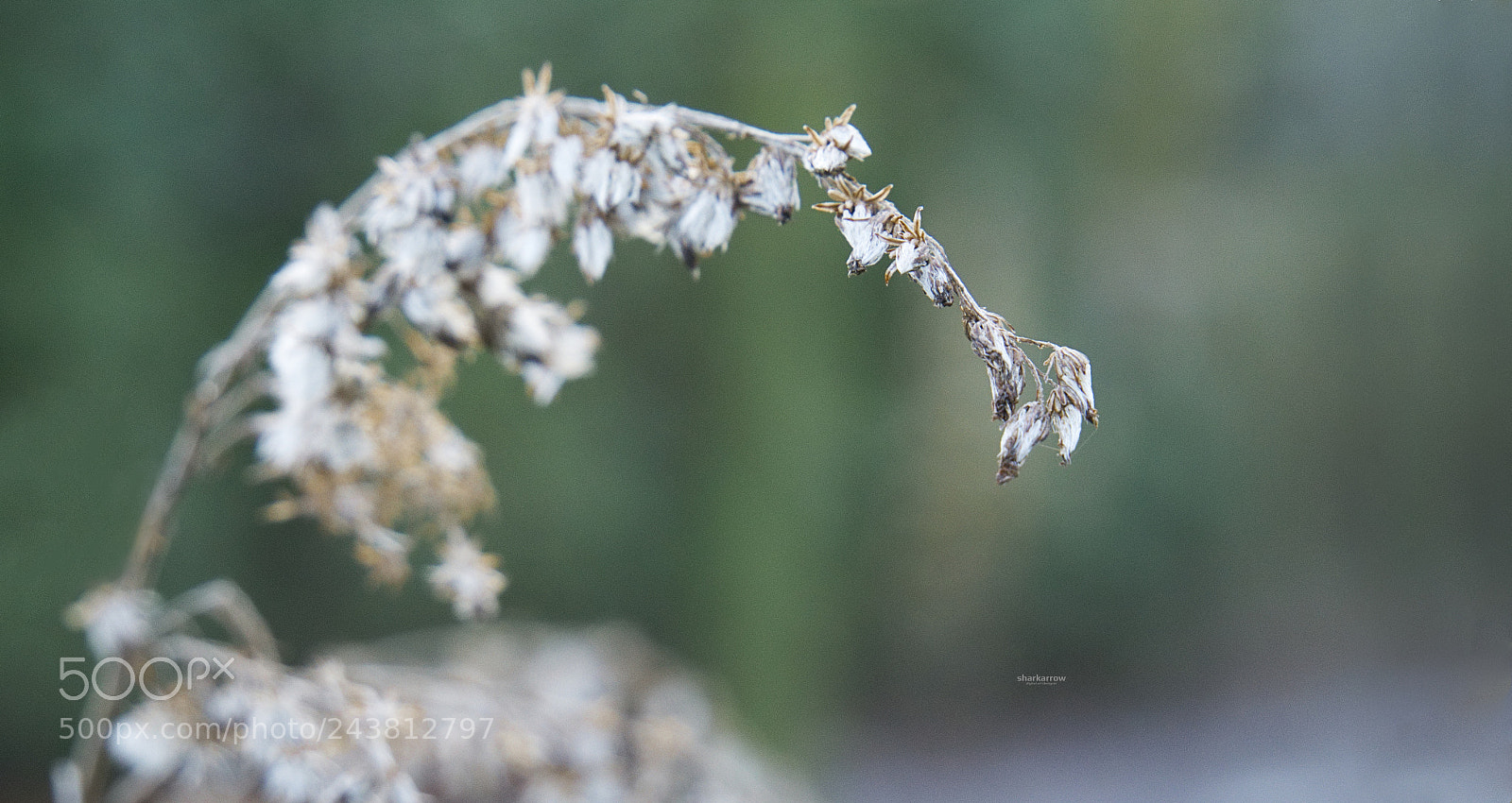 Panasonic Lumix DMC-G7 sample photo. Long neck photography