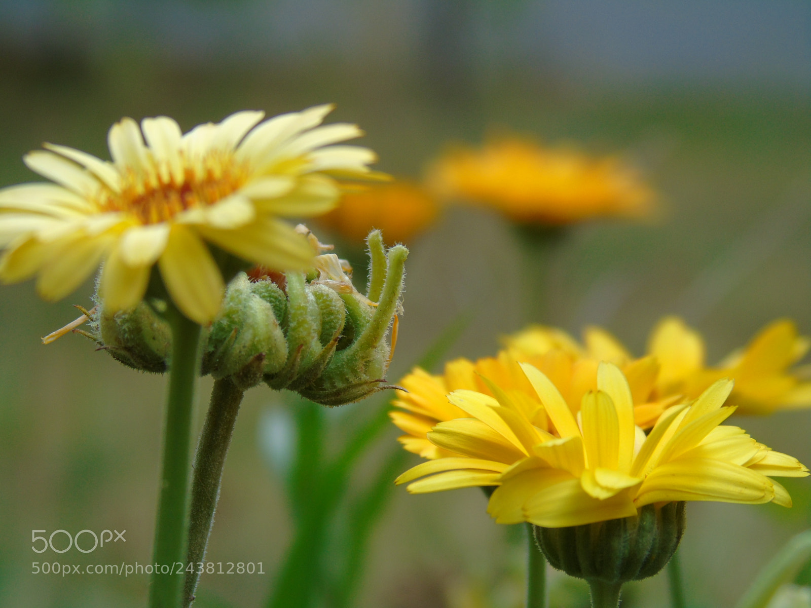 Sony Cyber-shot DSC-H400 sample photo. Spring flowers photography