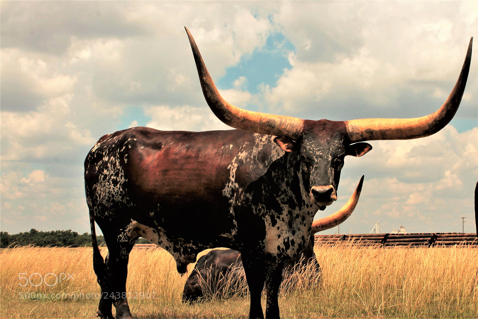 Canon EOS 1100D (EOS Rebel T3 / EOS Kiss X50) sample photo. Take the bull by photography