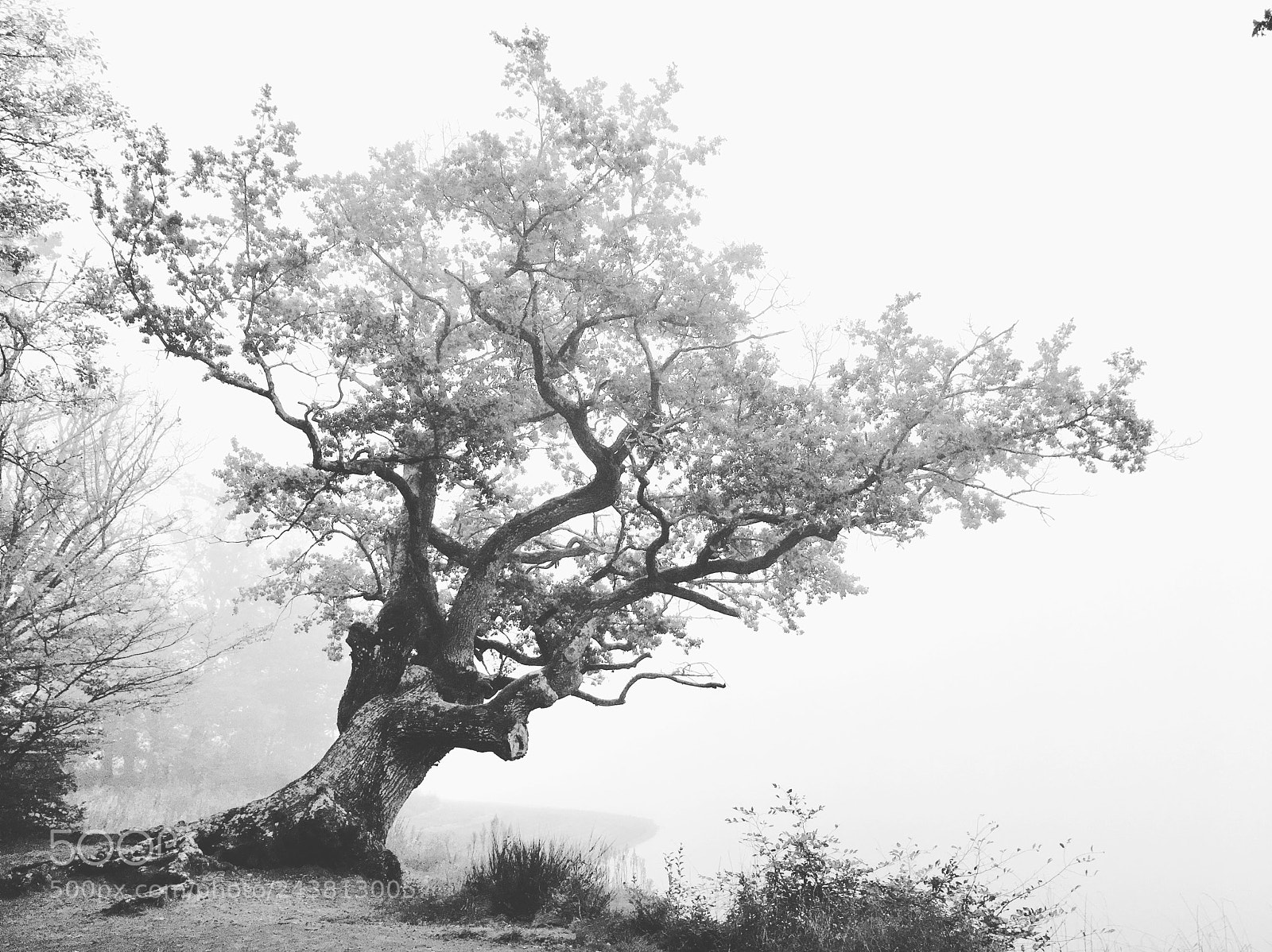 Apple iPhone 6s sample photo. Old tree of the photography