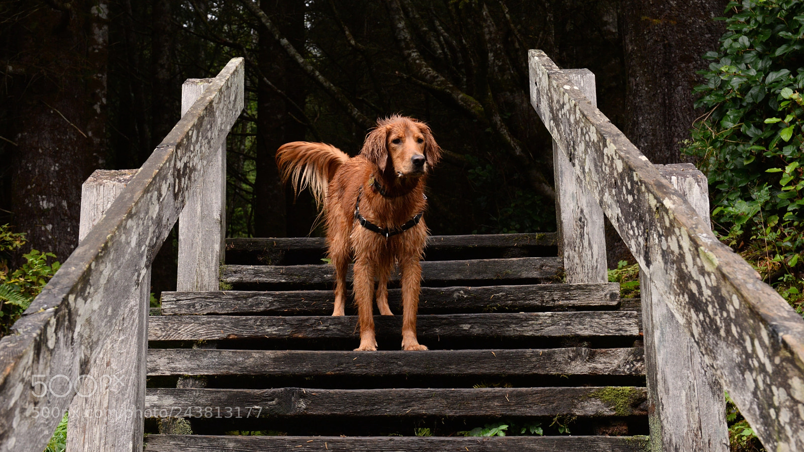 Nikon D610 sample photo. Golden retriever at botanical photography