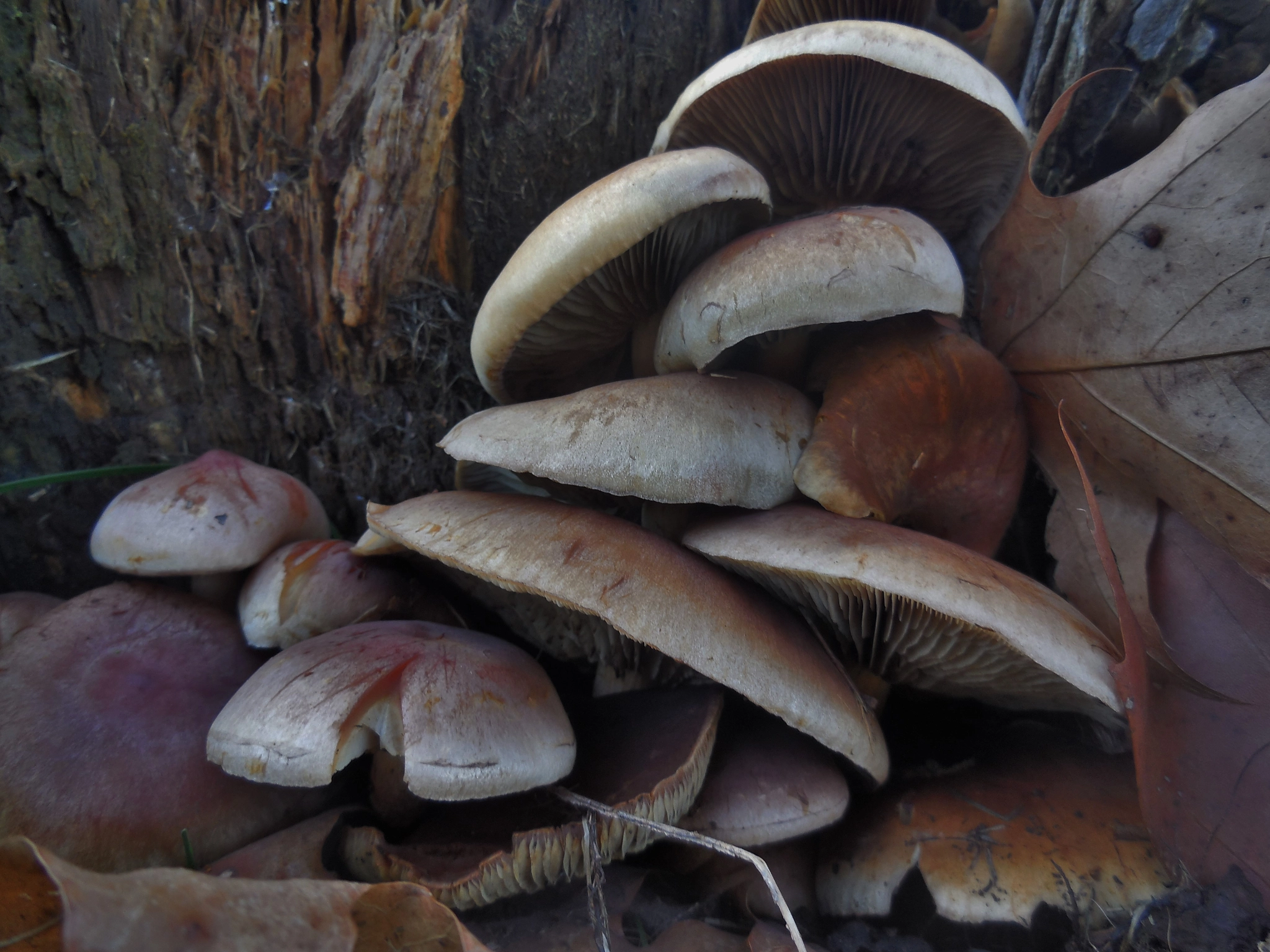 Nikon Coolpix S6500 sample photo. Cluster of fungi photography