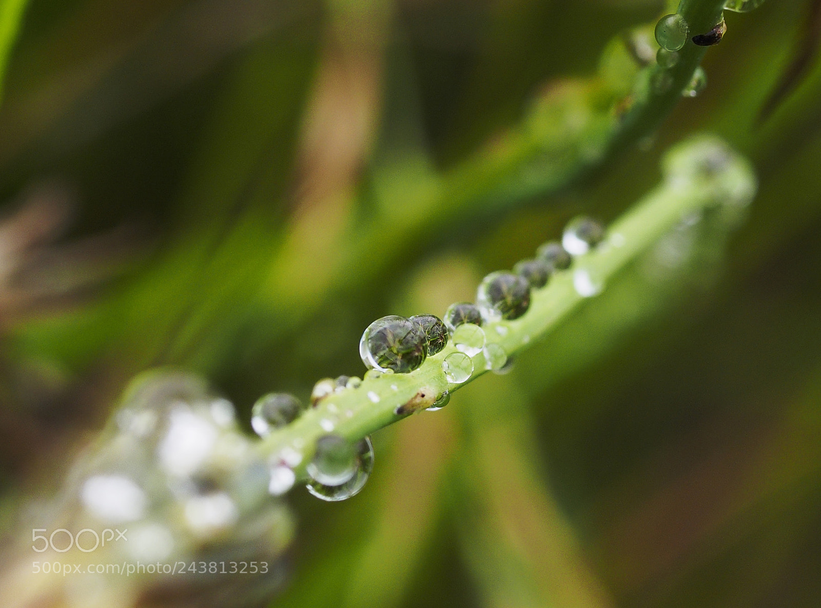 Olympus PEN E-PL5 sample photo. Macro after rain, olympus photography