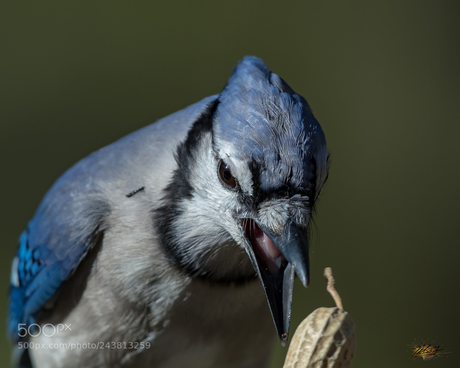 Nikon D500 sample photo. Blue jay photography