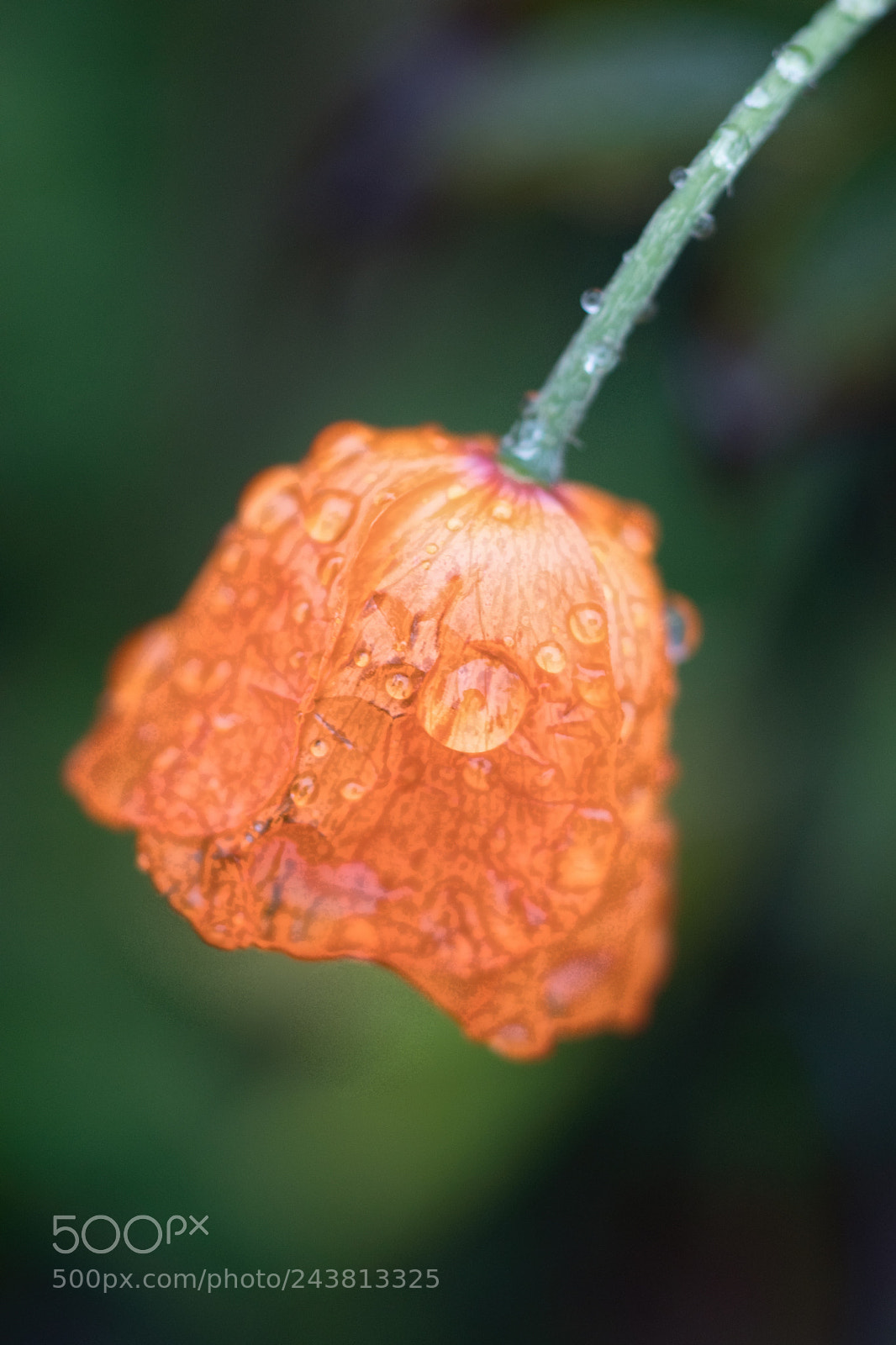 Sony SLT-A68 sample photo. A little orange in photography
