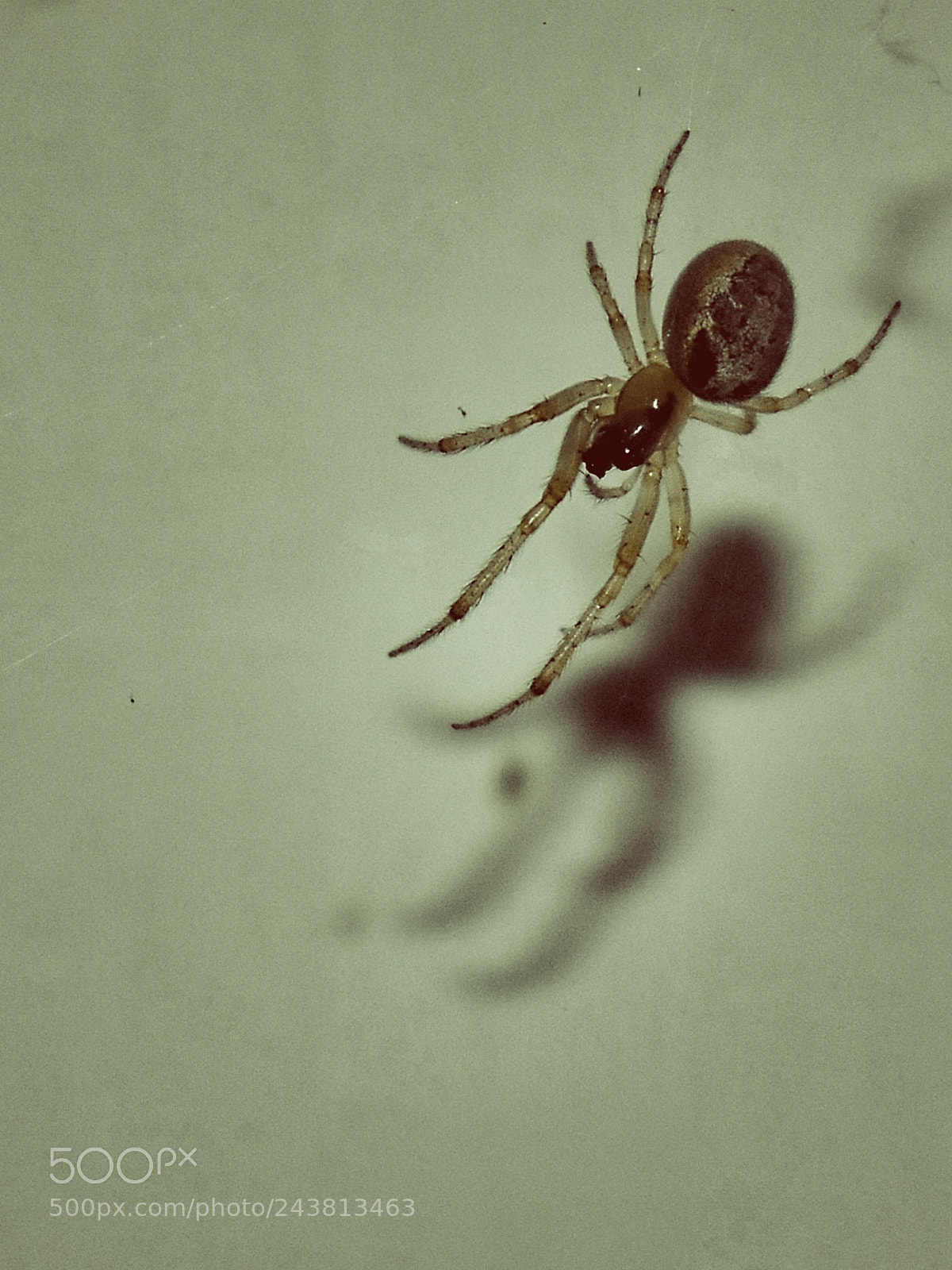 Nikon D5600 sample photo. Spider photography