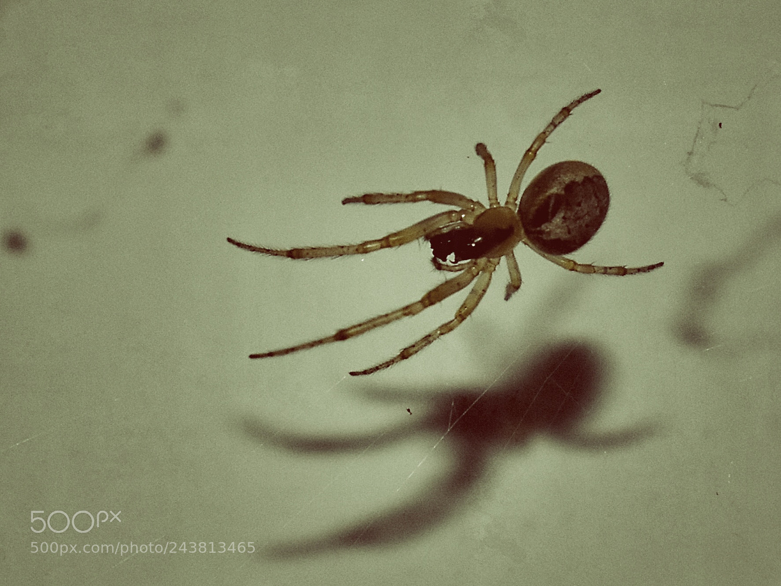 Nikon D5600 sample photo. Spider photography