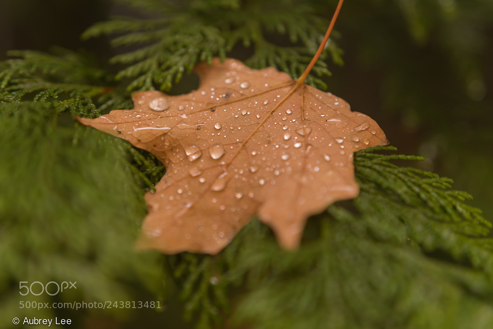 Nikon D610 sample photo. Drops photography