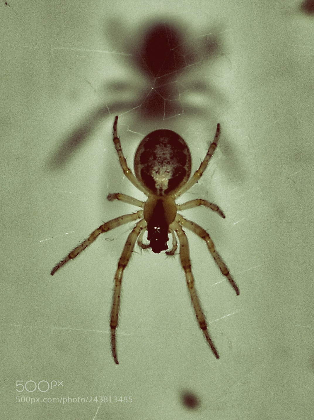 Nikon D5600 sample photo. Spider photography