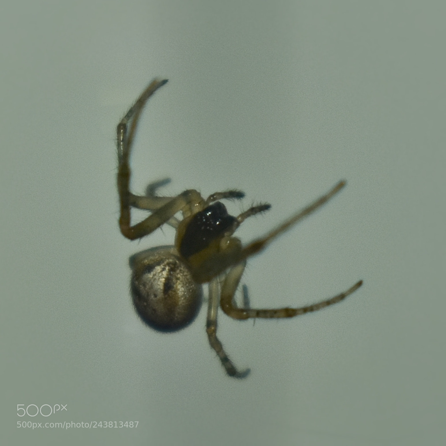 Nikon D5600 sample photo. Cute spider photography