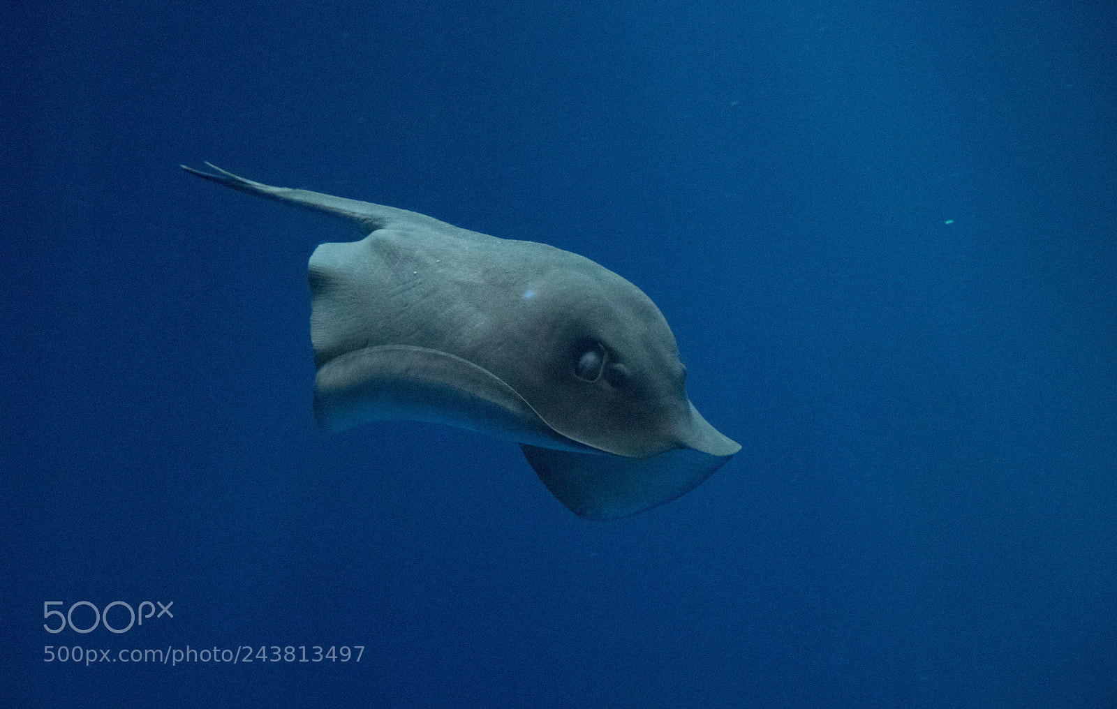 Canon EOS 77D (EOS 9000D / EOS 770D) sample photo. Float photography