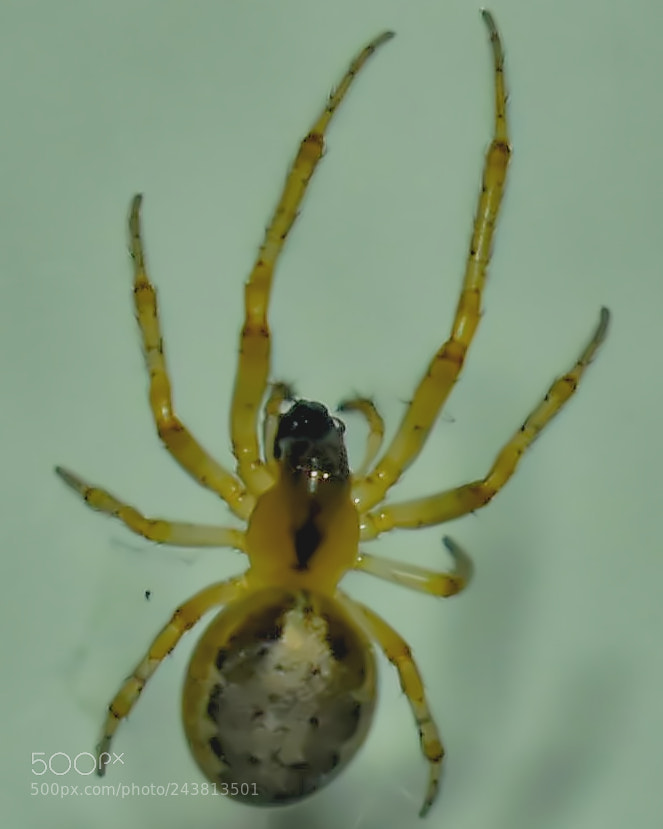 Nikon D5600 sample photo. Spider photography