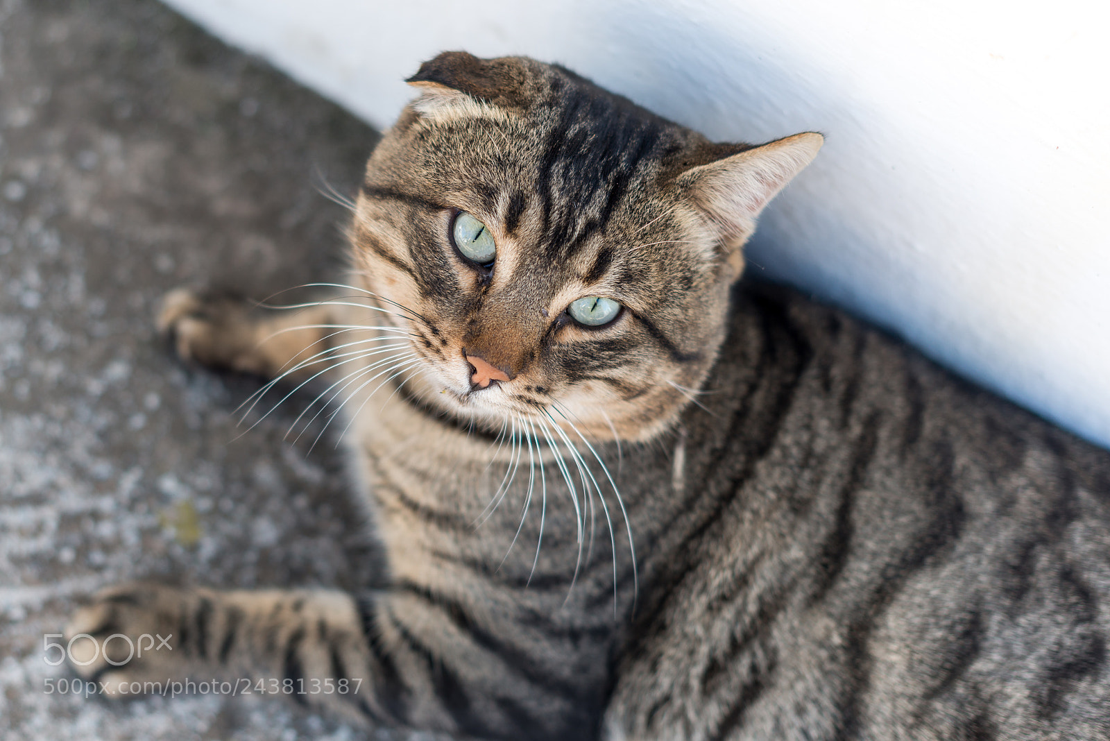 Nikon D800E sample photo. Look at me photography