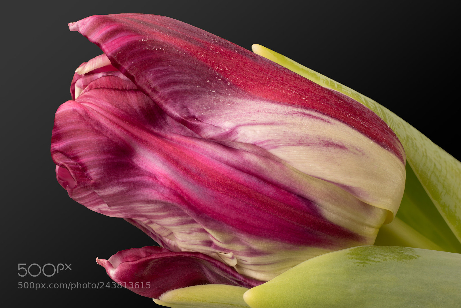 Sony a7R sample photo. Margarita tulip photography