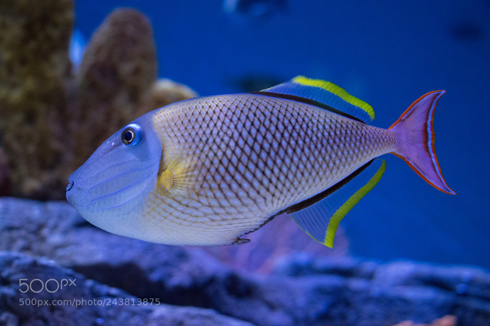 Canon EOS 77D (EOS 9000D / EOS 770D) sample photo. Notice photography