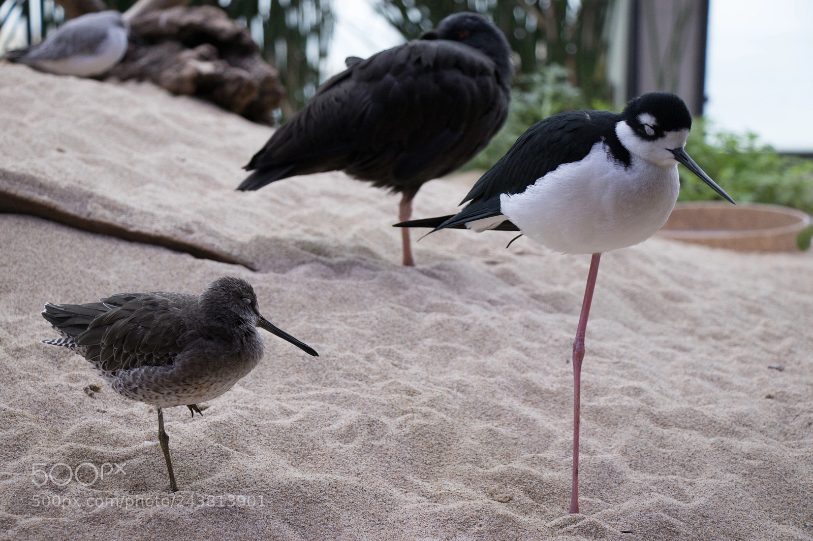 Canon EOS 77D (EOS 9000D / EOS 770D) sample photo. Stilt photography