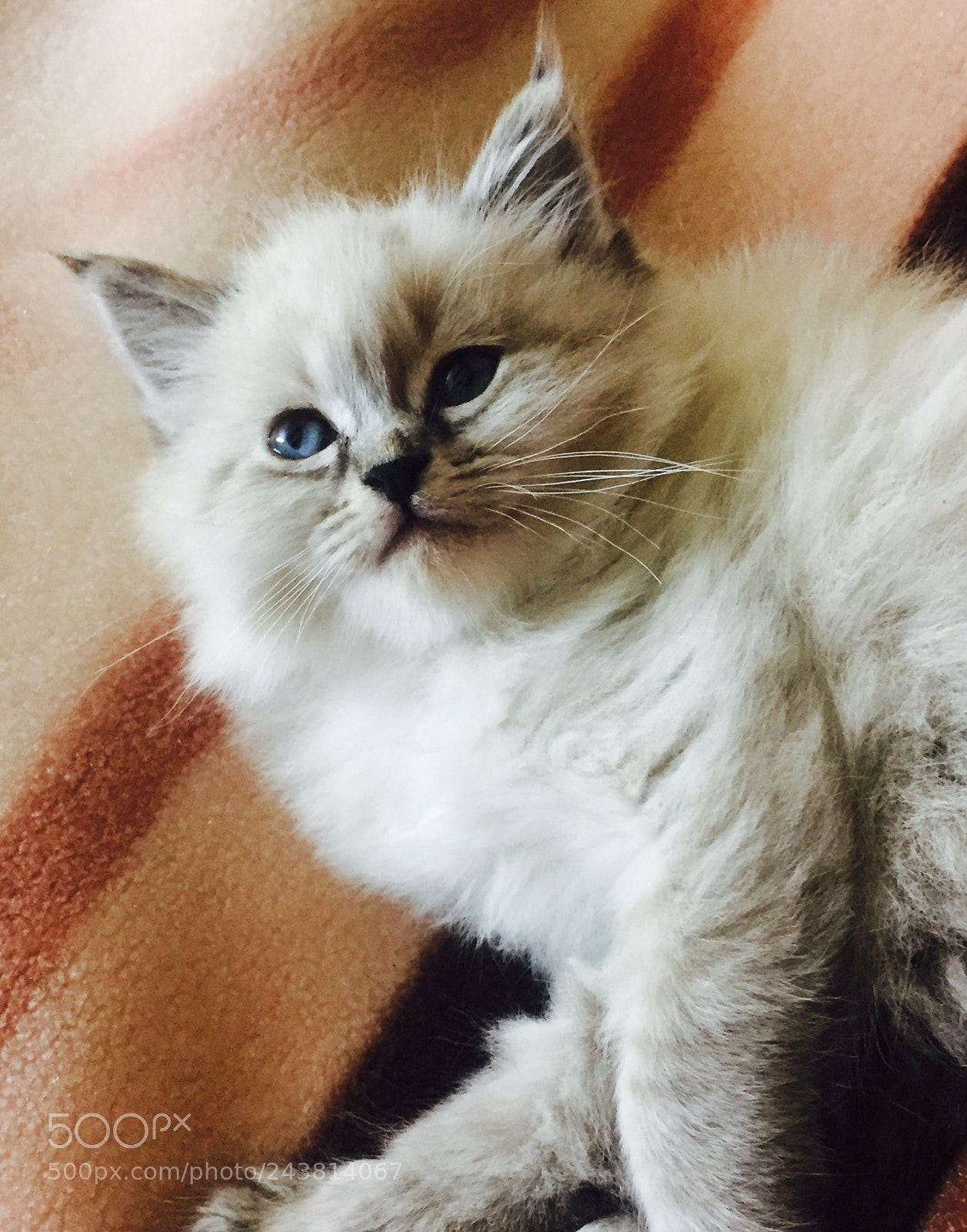 Apple iPhone 6 sample photo. She knows that she photography