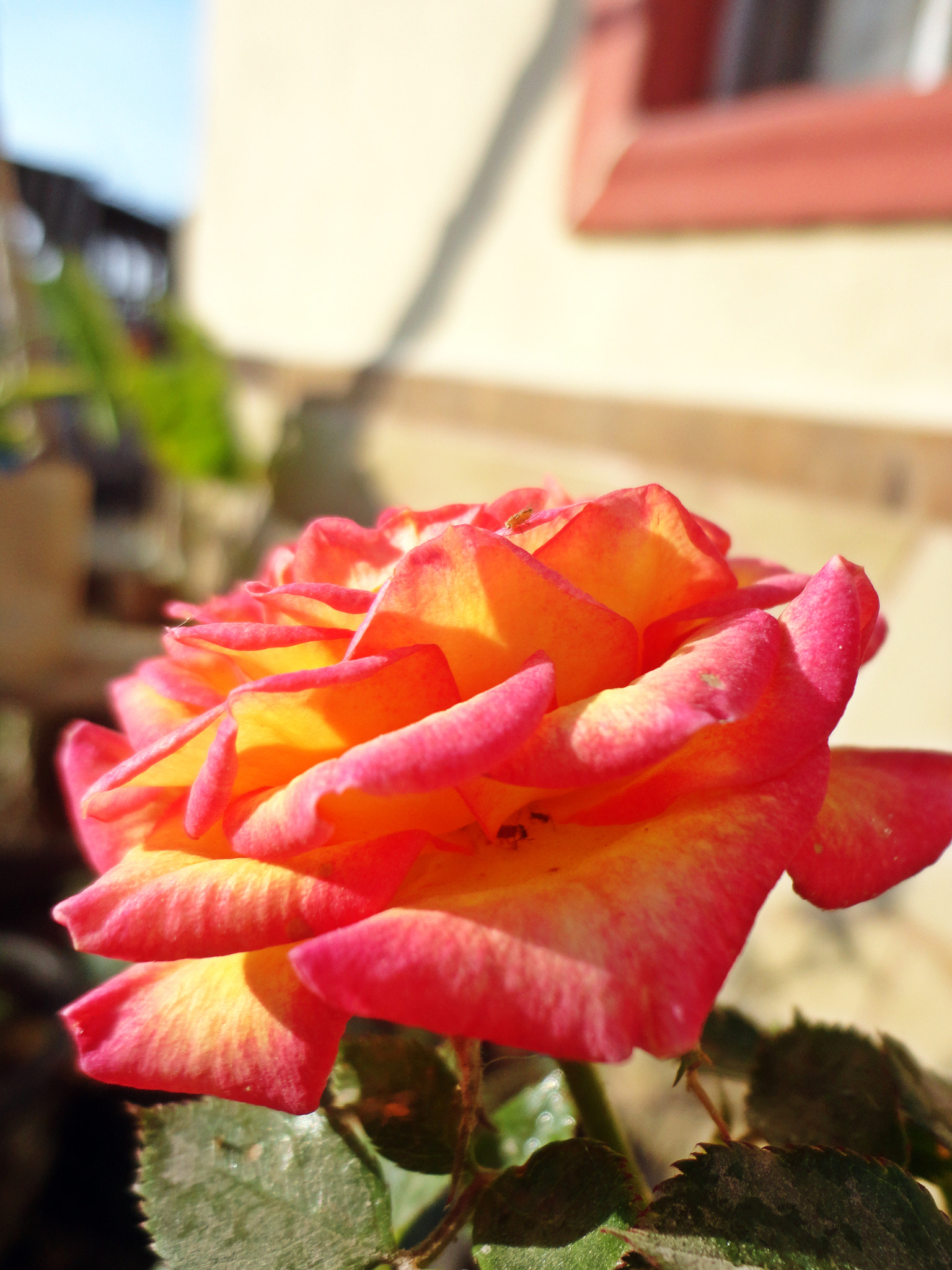 Sony Cyber-shot DSC-W570 sample photo