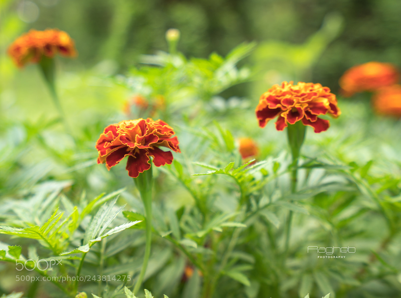Sony a7R II sample photo. Macro photography