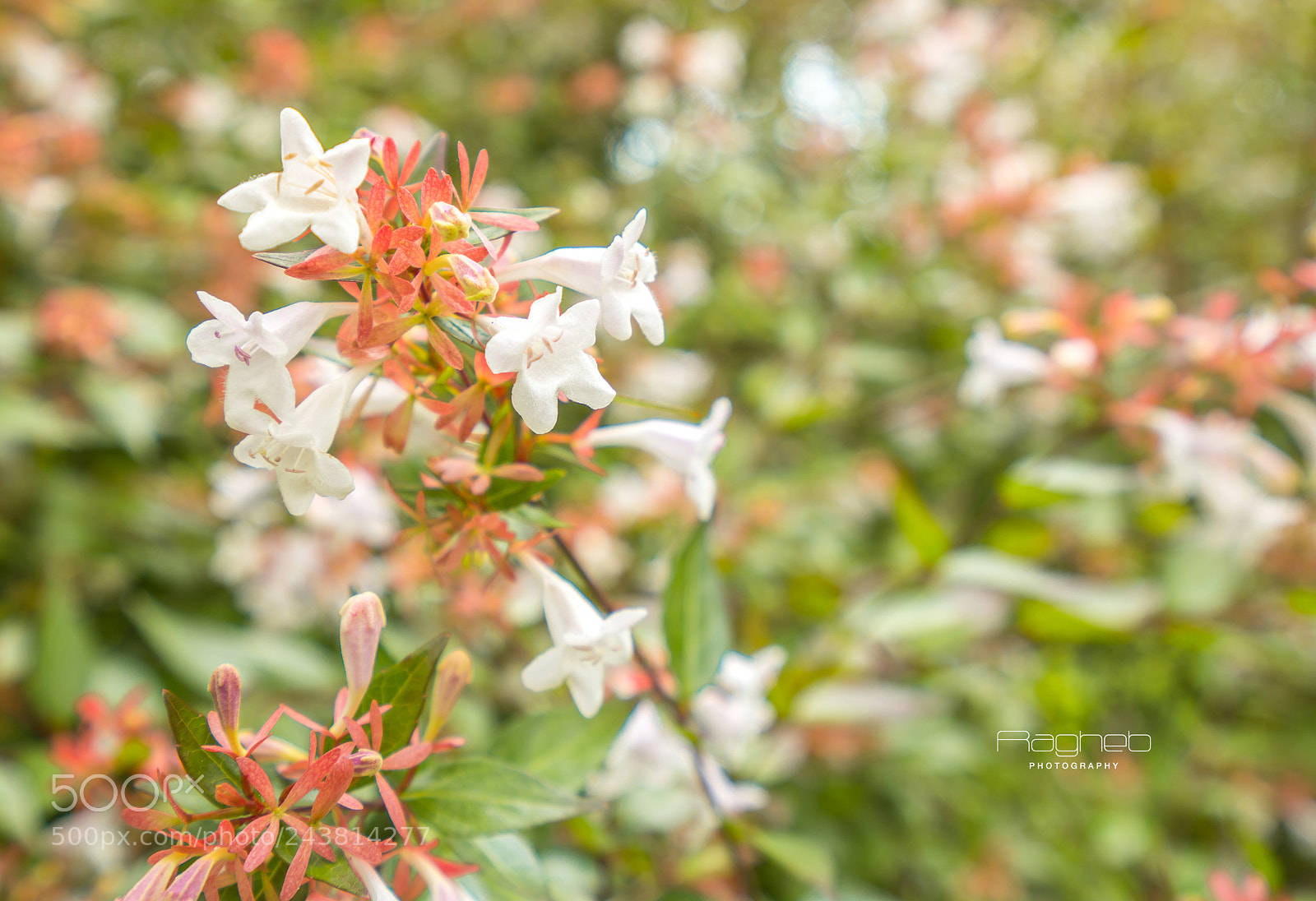 Sony a7R II sample photo. Macro photography