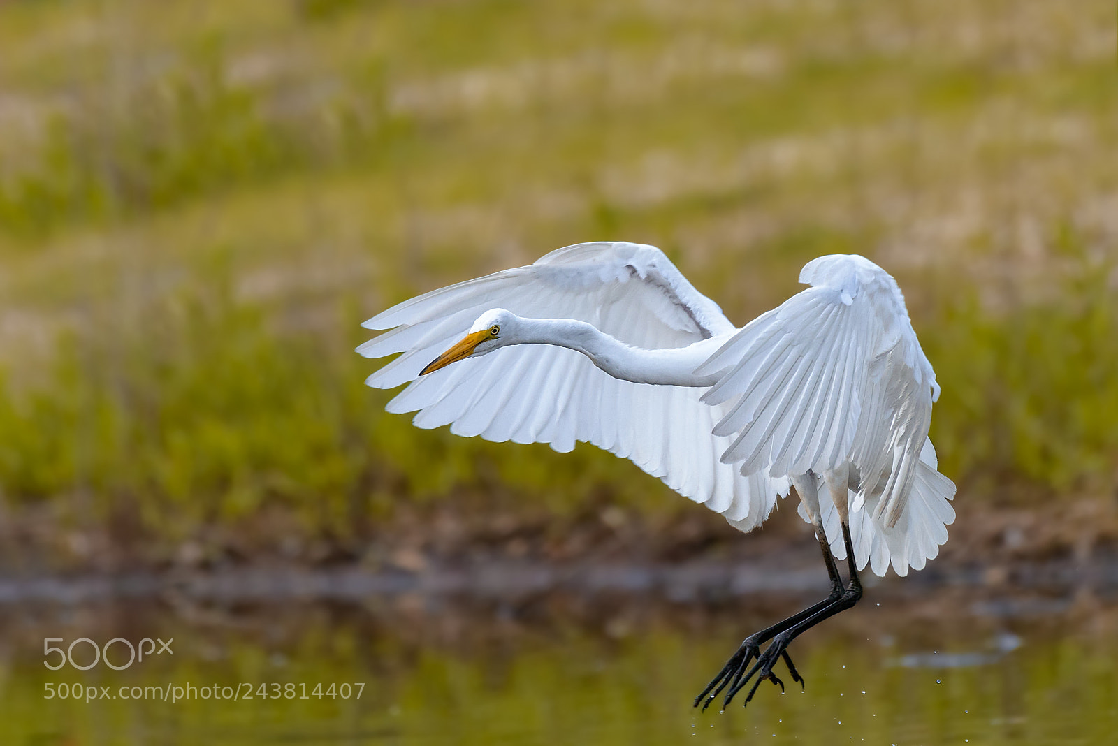 Nikon D800 sample photo. Eastern great white egret photography
