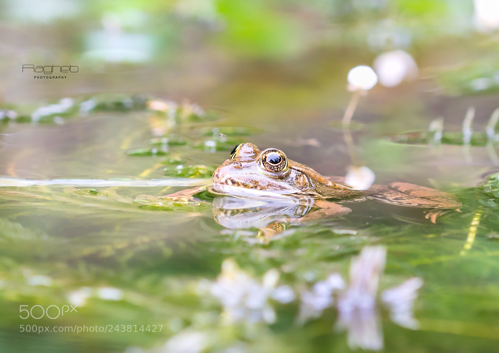 Sony a7R II sample photo. Macro photography
