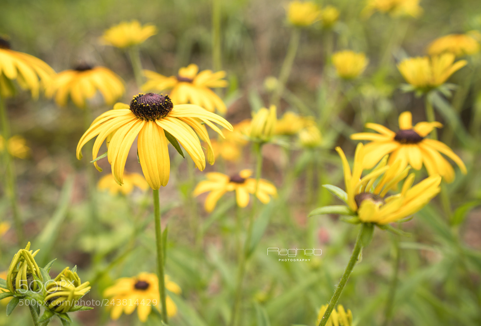 Sony a7R II sample photo. Macro photography