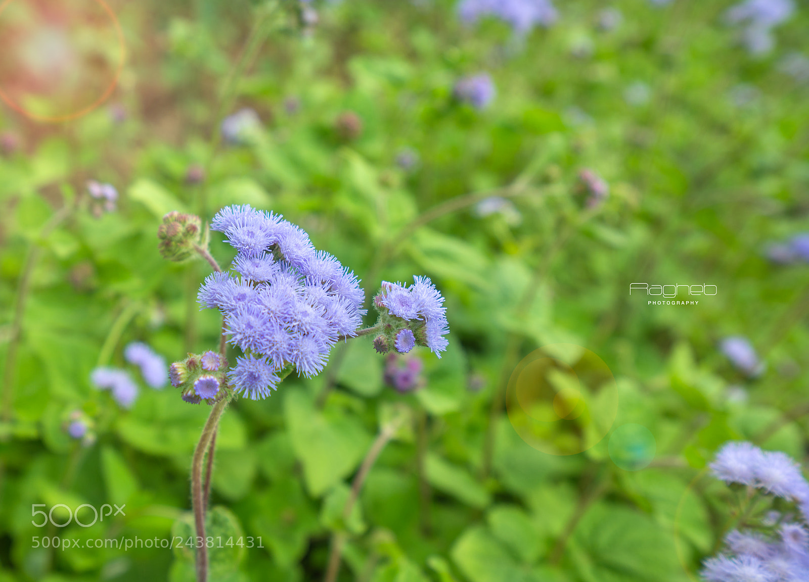 Sony a7R II sample photo. Macro photography