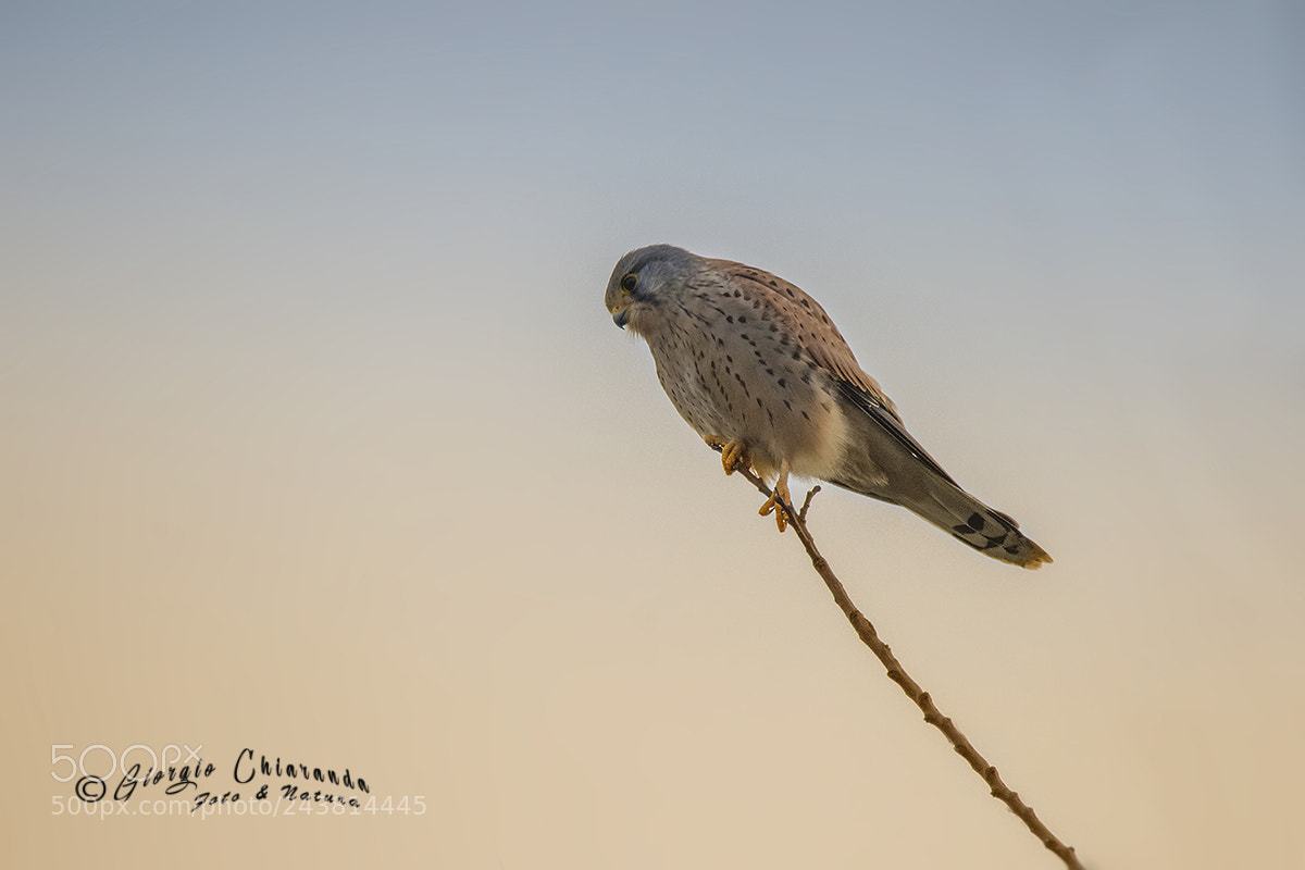 Canon EOS 7D Mark II sample photo. Gheppio maschio photography