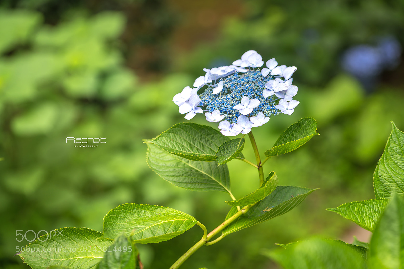 Sony a7R II sample photo. Macro photography