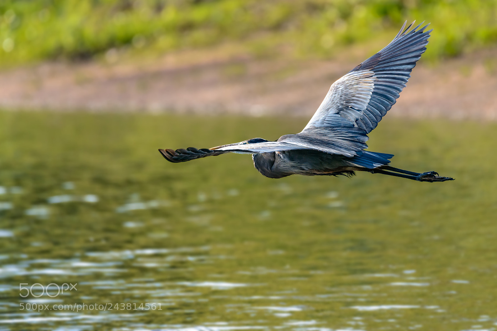 Nikon D800 sample photo. Great blue heron ardea photography