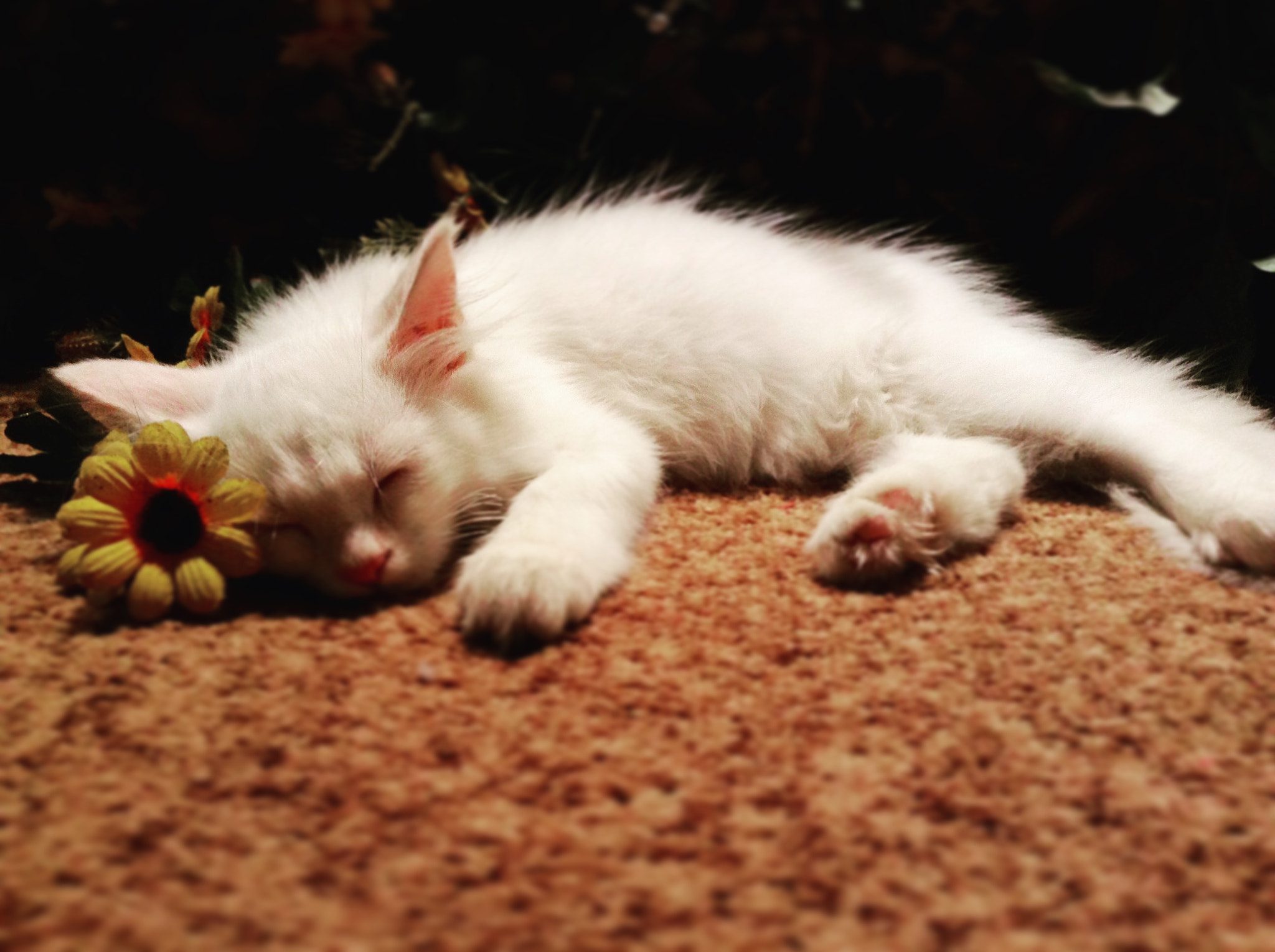 Apple iPad mini sample photo. Sleeping beauty! hah ! photography